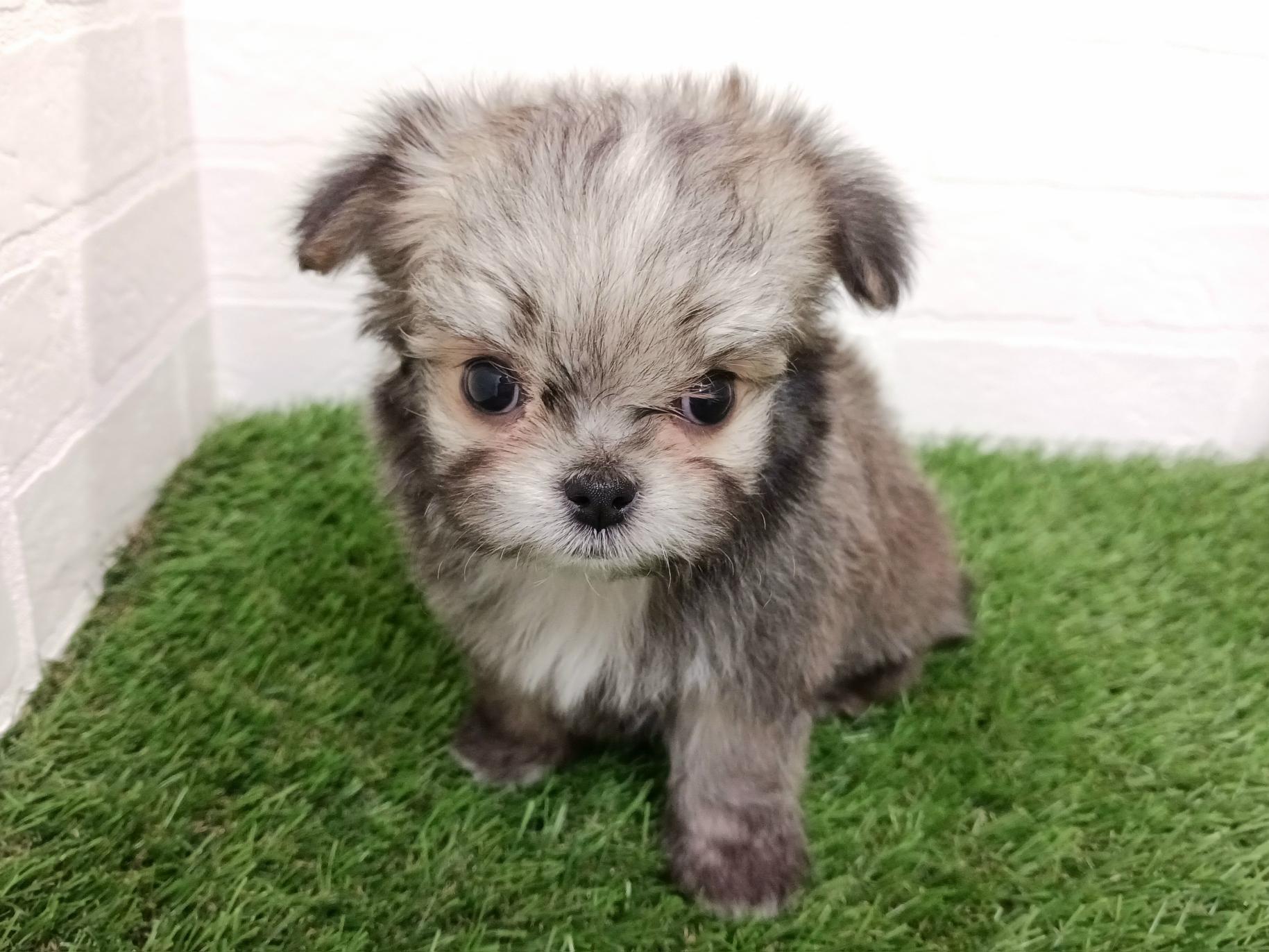 千葉県のチワマル/マルチワ(チワワ×マルチーズ) (ワンニャンハウス幕張店/2025年11月16日生まれ/男の子/フォーンホワイト)の子犬の3枚目の画像