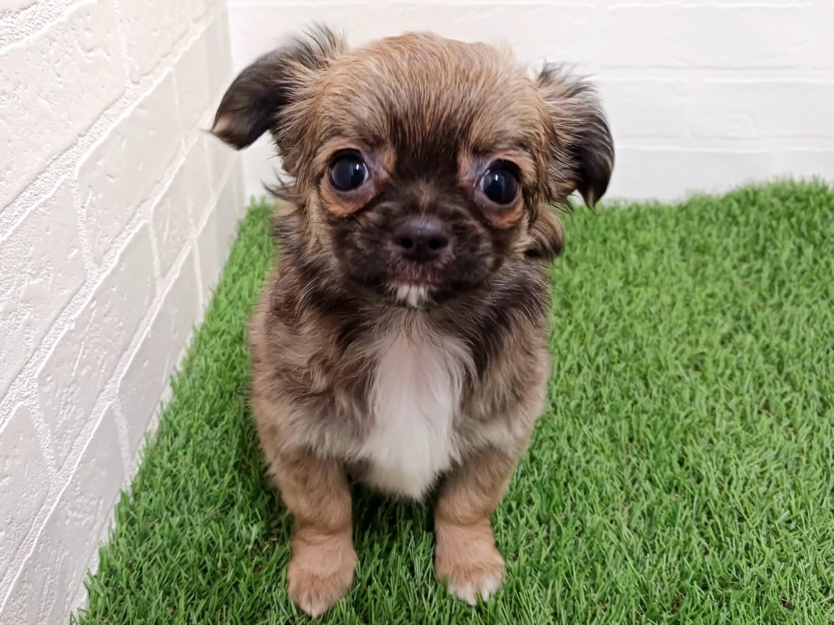 千葉県のチワワ(ロング) (ワンニャンハウス幕張店/2025年11月9日生まれ/男の子/フォーン)の子犬の1枚目の画像