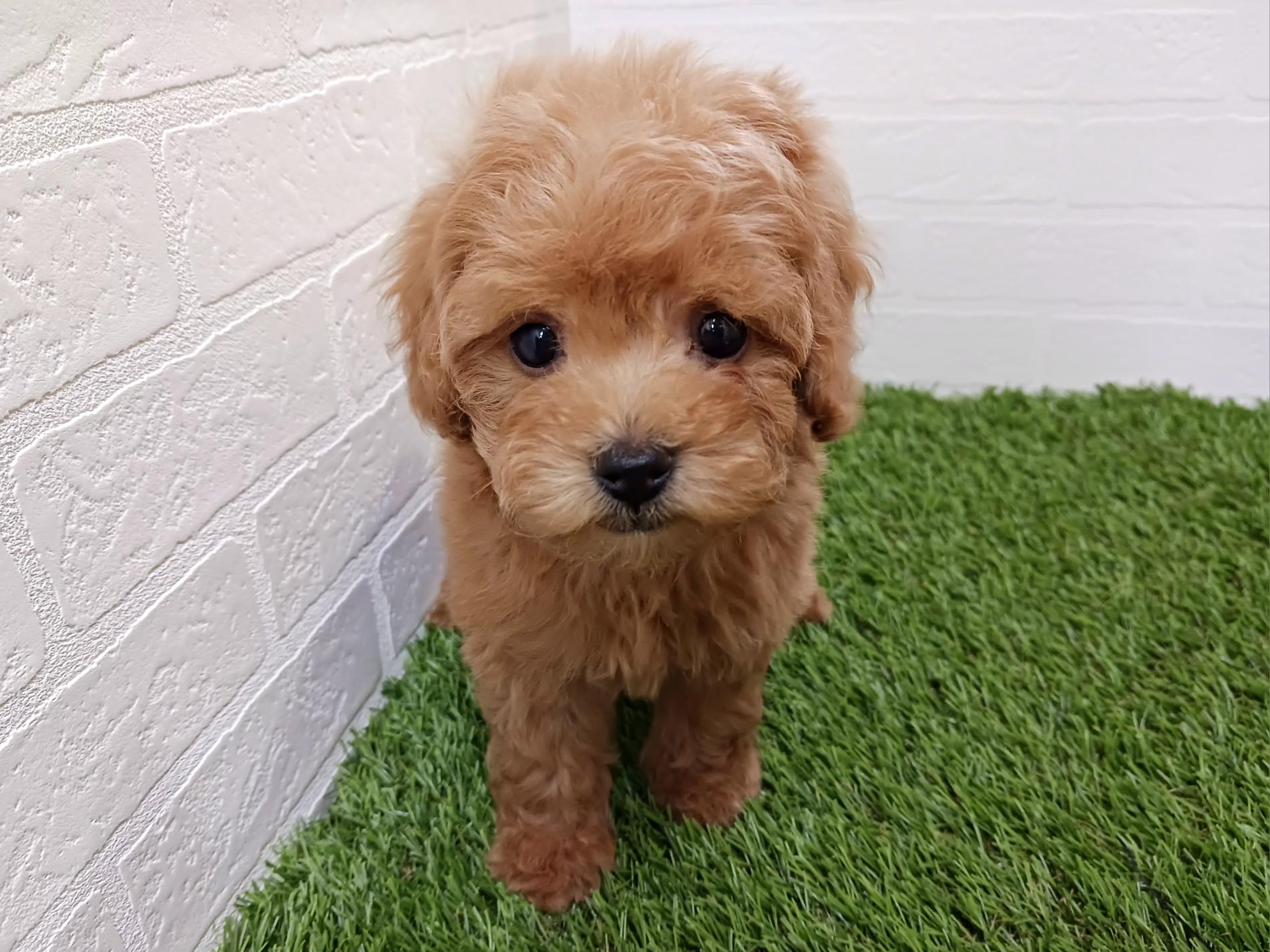 千葉県のトイプードル(トイ) (ワンニャンハウス幕張店/2025年10月5日生まれ/女の子/アプリコット)の子犬の1枚目の画像