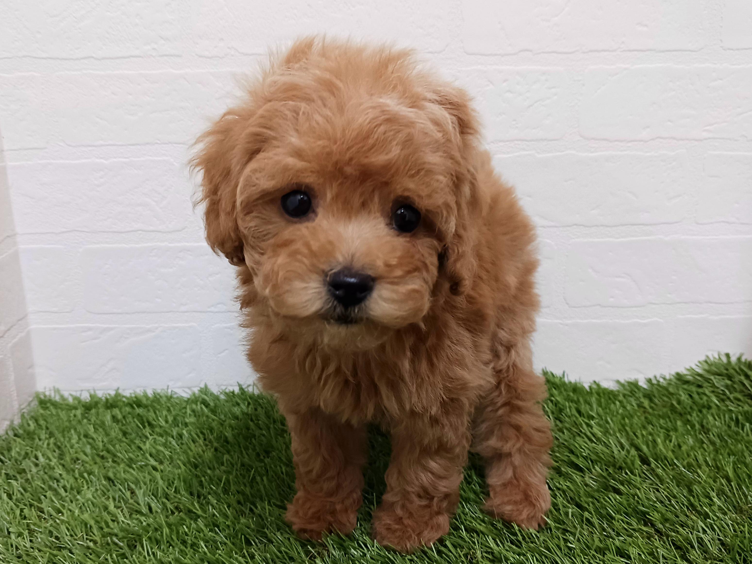 千葉県のトイプードル(トイ) (ワンニャンハウス幕張店/2025年10月5日生まれ/女の子/アプリコット)の子犬の3枚目の画像