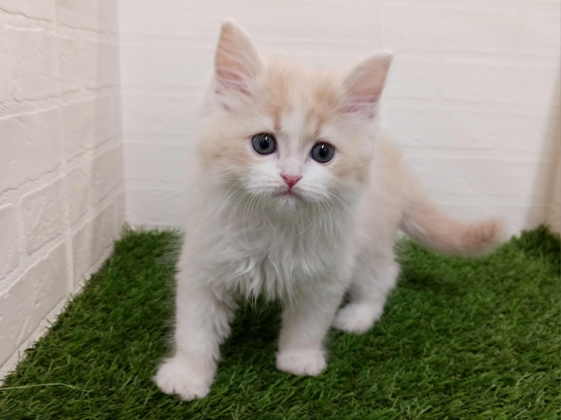 千葉県のサイベリアン (ワンニャンハウス幕張店/2026年2月2日生まれ/男の子/クリームタビーホワイト)の子猫の3枚目の画像