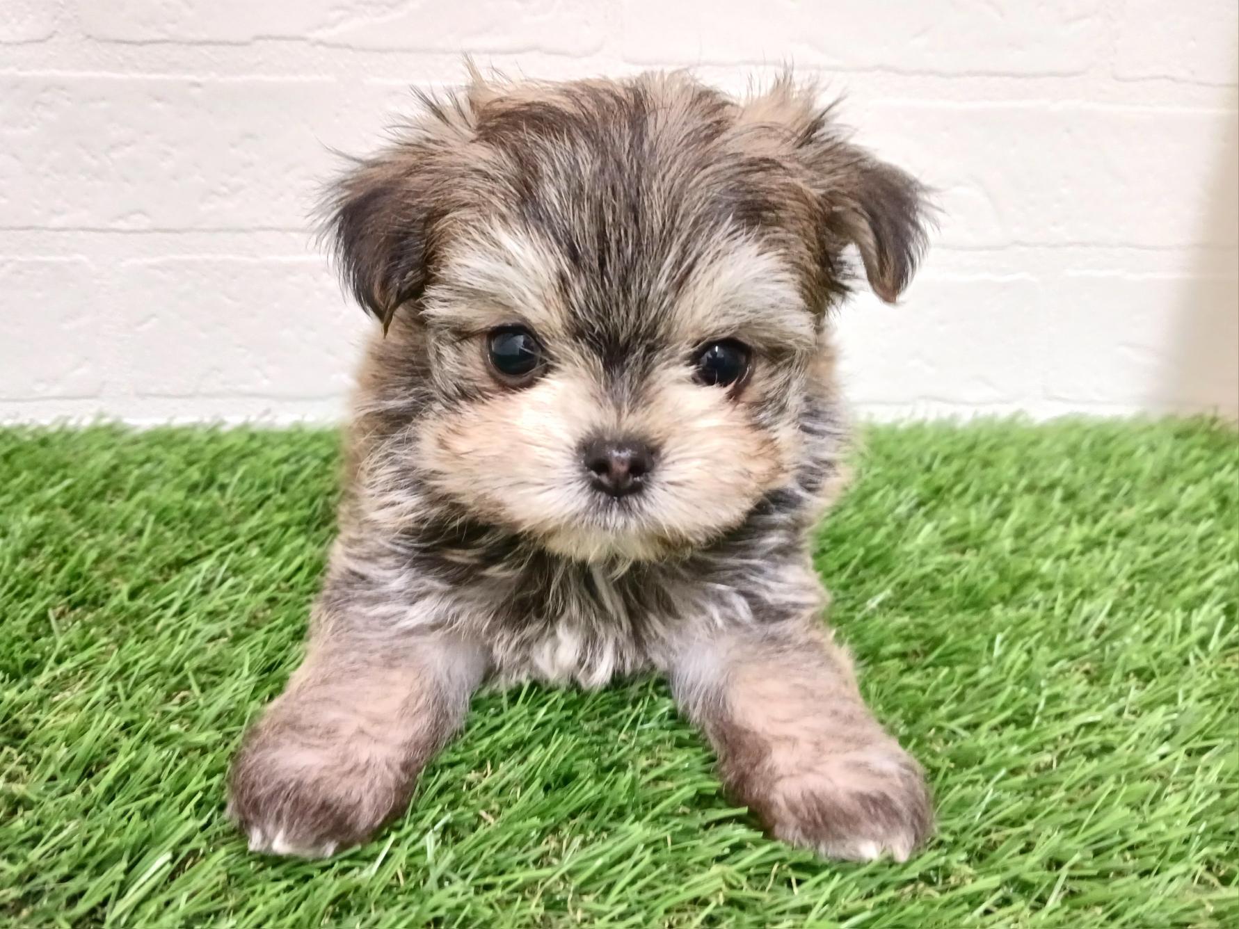 千葉県のチワマル/マルチワ(チワワ×マルチーズ) (ワンニャンハウス幕張店/2025年12月21日生まれ/男の子/フォーン)の子犬の1枚目の画像