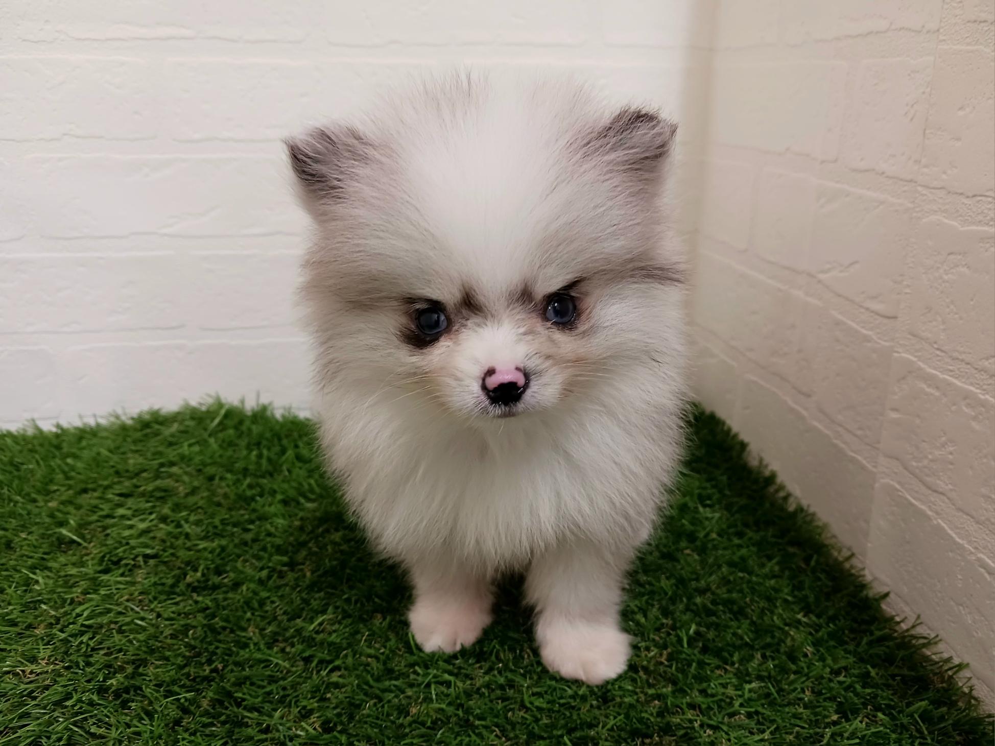 千葉県のポメラニアン (ワンニャンハウス幕張店/2026年2月10日生まれ/男の子/ブルーマール)の子犬の2枚目の画像