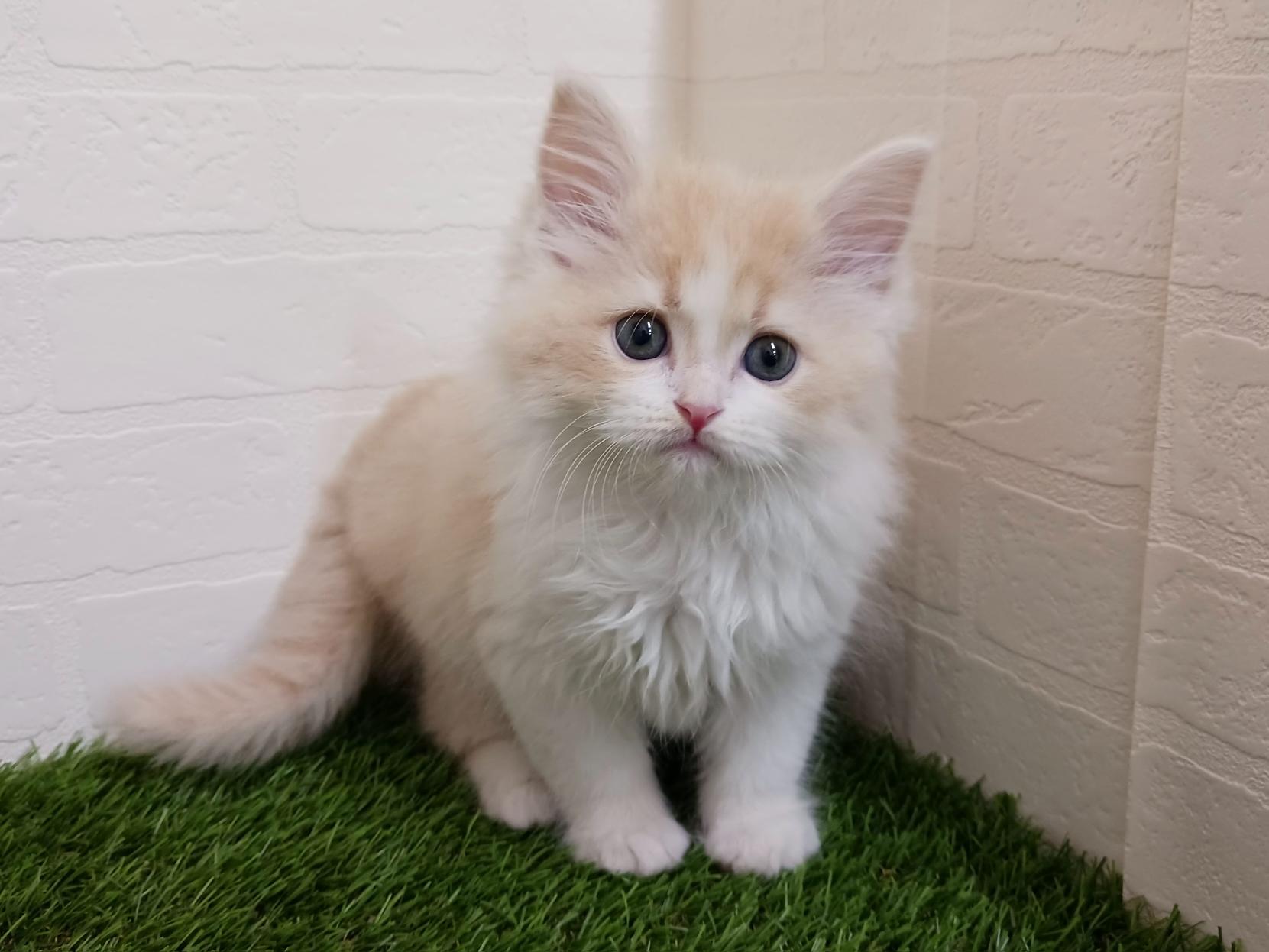 千葉県のサイベリアン (ワンニャンハウス幕張店/2026年2月2日生まれ/男の子/クリームタビーホワイト)の子猫の1枚目の画像