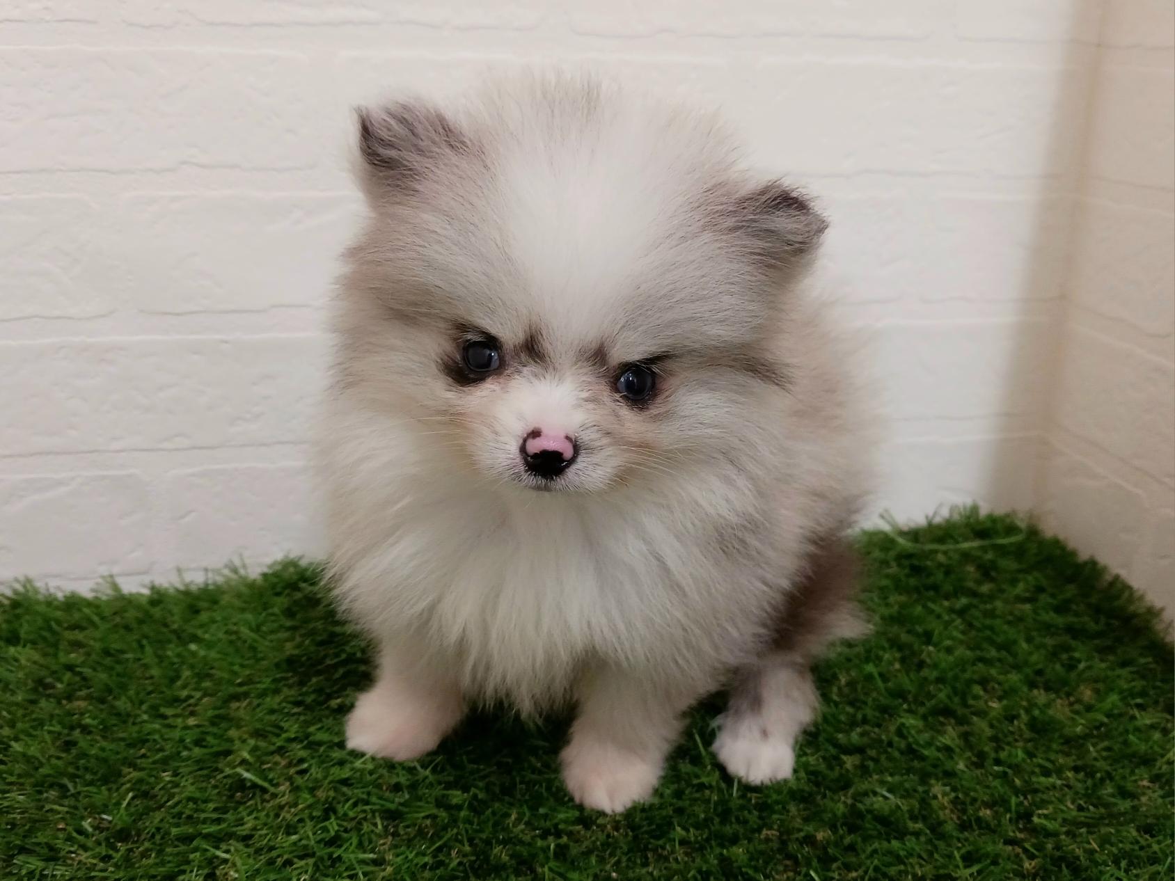 千葉県のポメラニアン (ワンニャンハウス幕張店/2026年2月10日生まれ/男の子/ブルーマール)の子犬の1枚目の画像