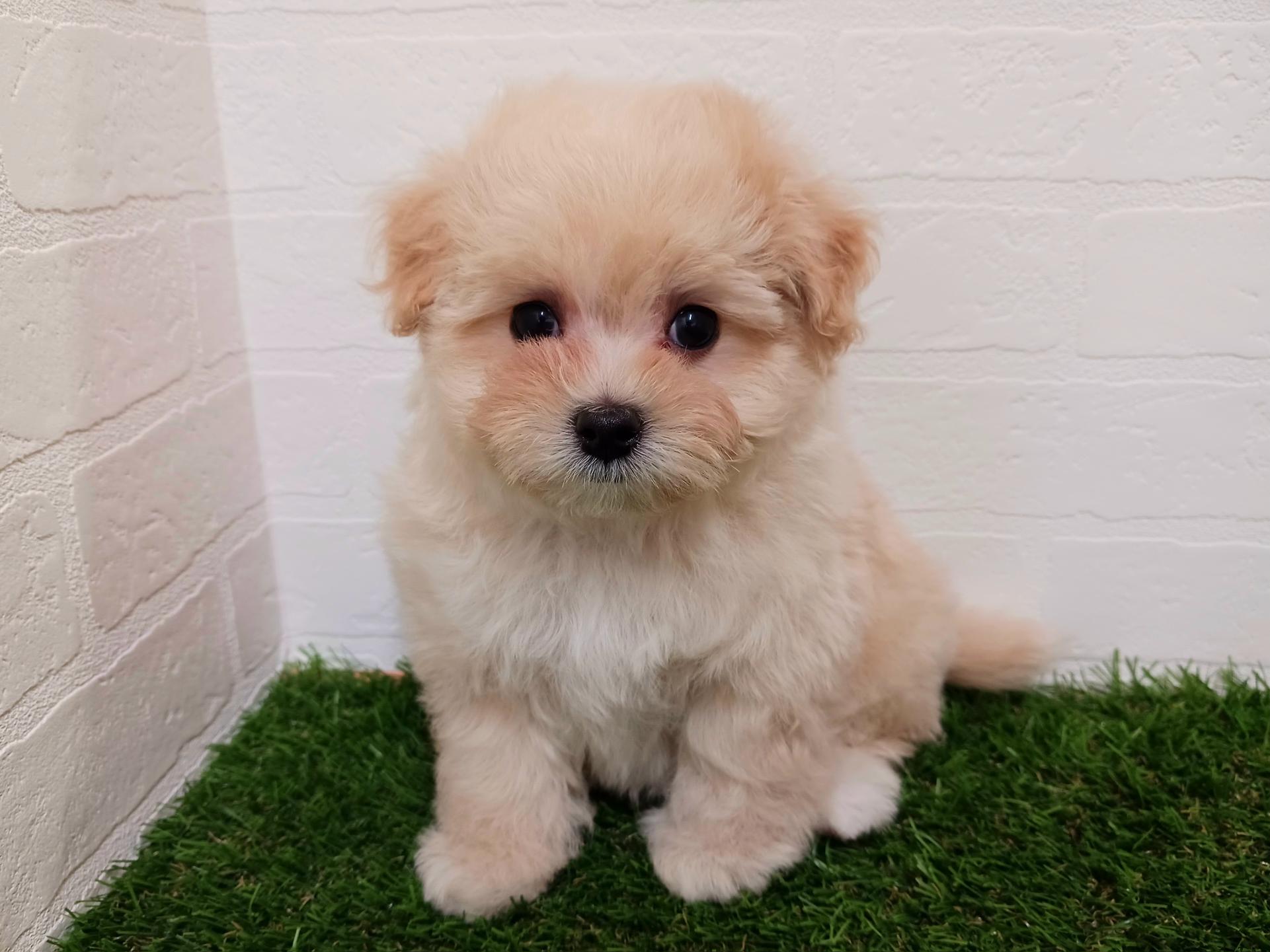 千葉県のマルプー(マルチーズ×プードル) (ワンニャンハウス幕張店/2025年9月15日生まれ/男の子/クリーム)の子犬の2枚目の画像