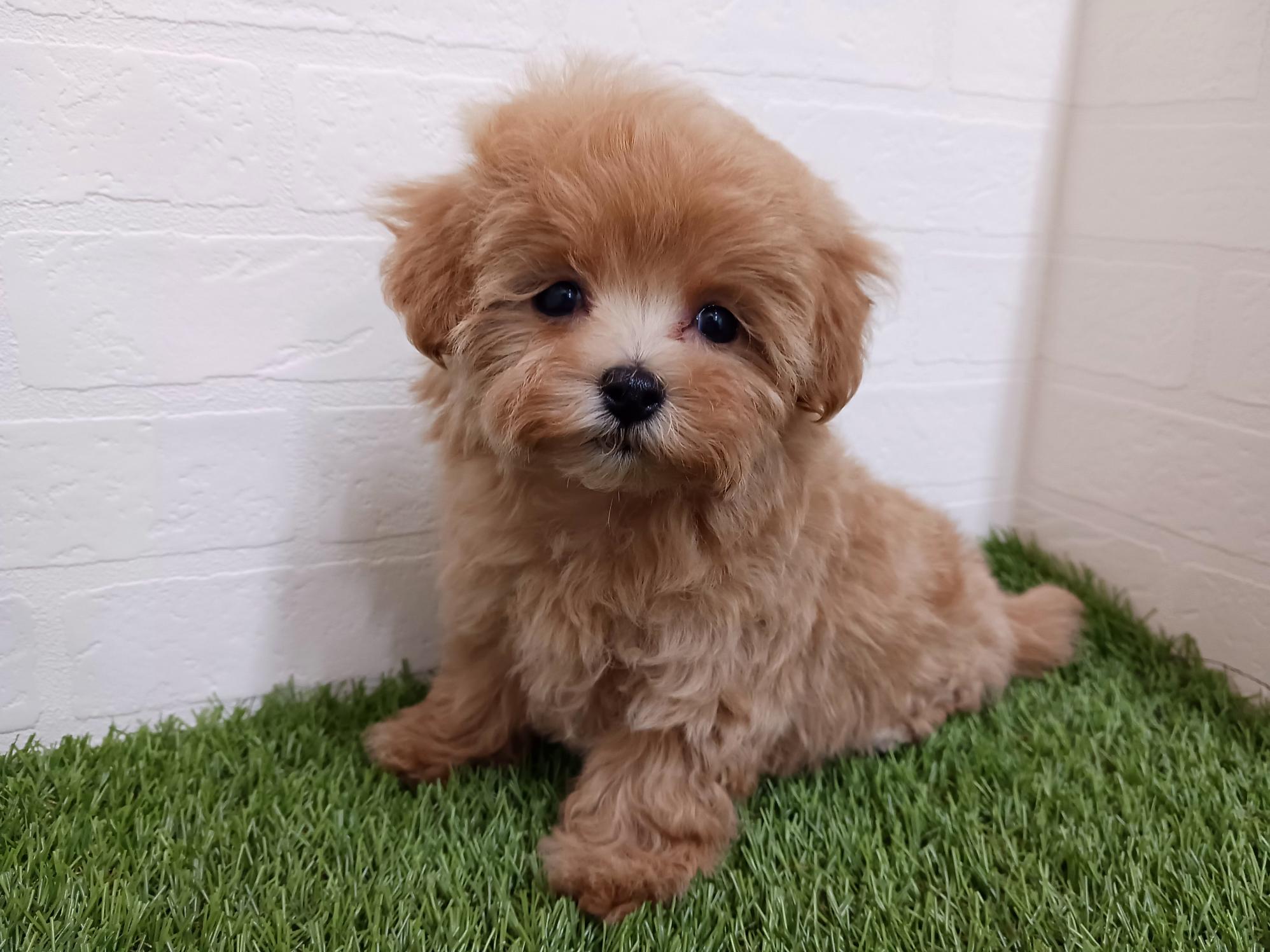 千葉県のマルプー(マルチーズ×プードル) (ワンニャンハウス幕張店/2026年2月27日生まれ/女の子/アプリコット)の子犬の3枚目の画像