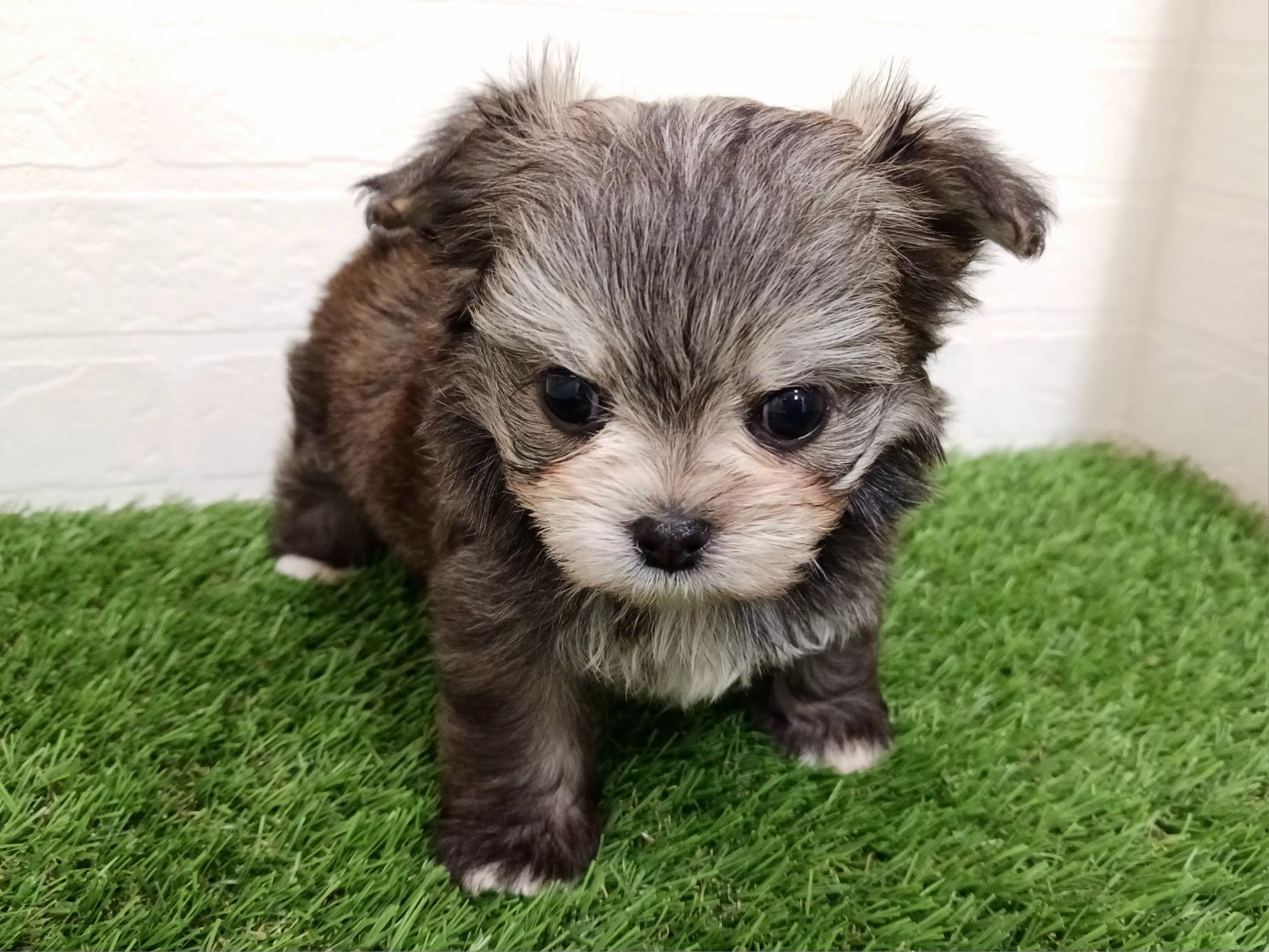 千葉県のチワマル/マルチワ(チワワ×マルチーズ) (ワンニャンハウス幕張店/2025年12月21日生まれ/男の子/フォーン)の子犬の2枚目の画像