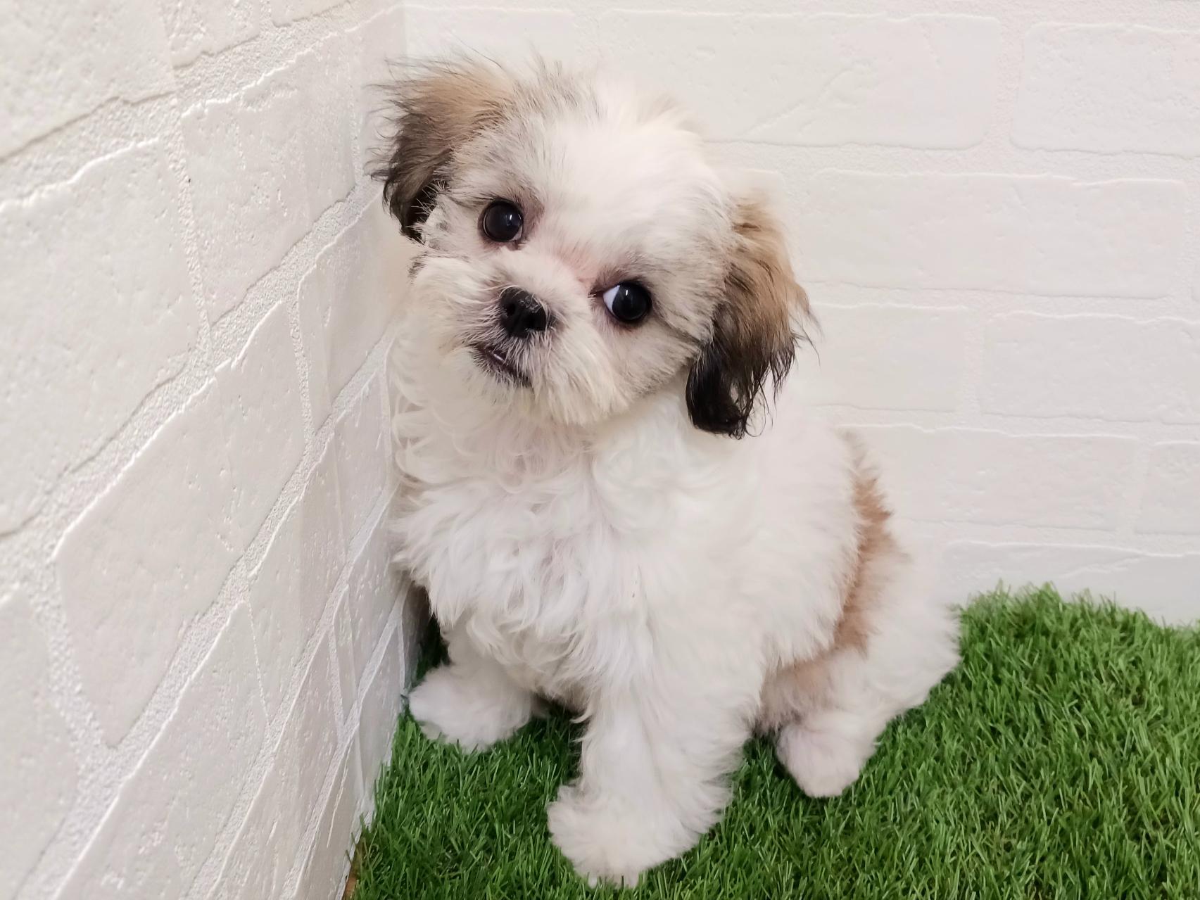 千葉県のマルズー/マルシーズ(マルチーズ×シーズー) (ワンニャンハウス幕張店/2025年9月15日生まれ/女の子/ゴールドホワイト)の子犬の2枚目の画像