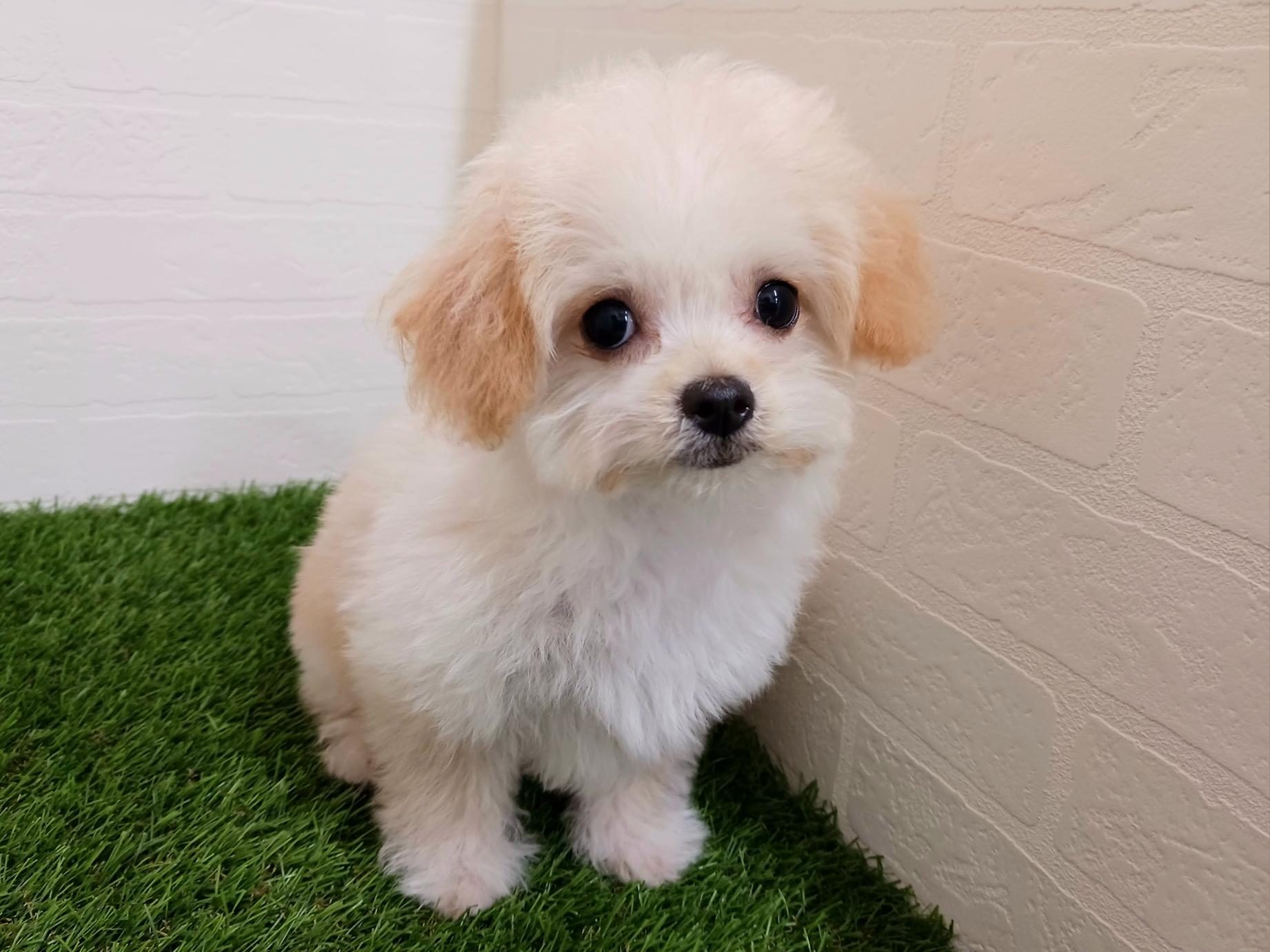 千葉県のチワプー/プーチー(チワワ×プードル) (ワンニャンハウス幕張店/2025年9月6日生まれ/女の子/アプリコット)の子犬の1枚目の画像