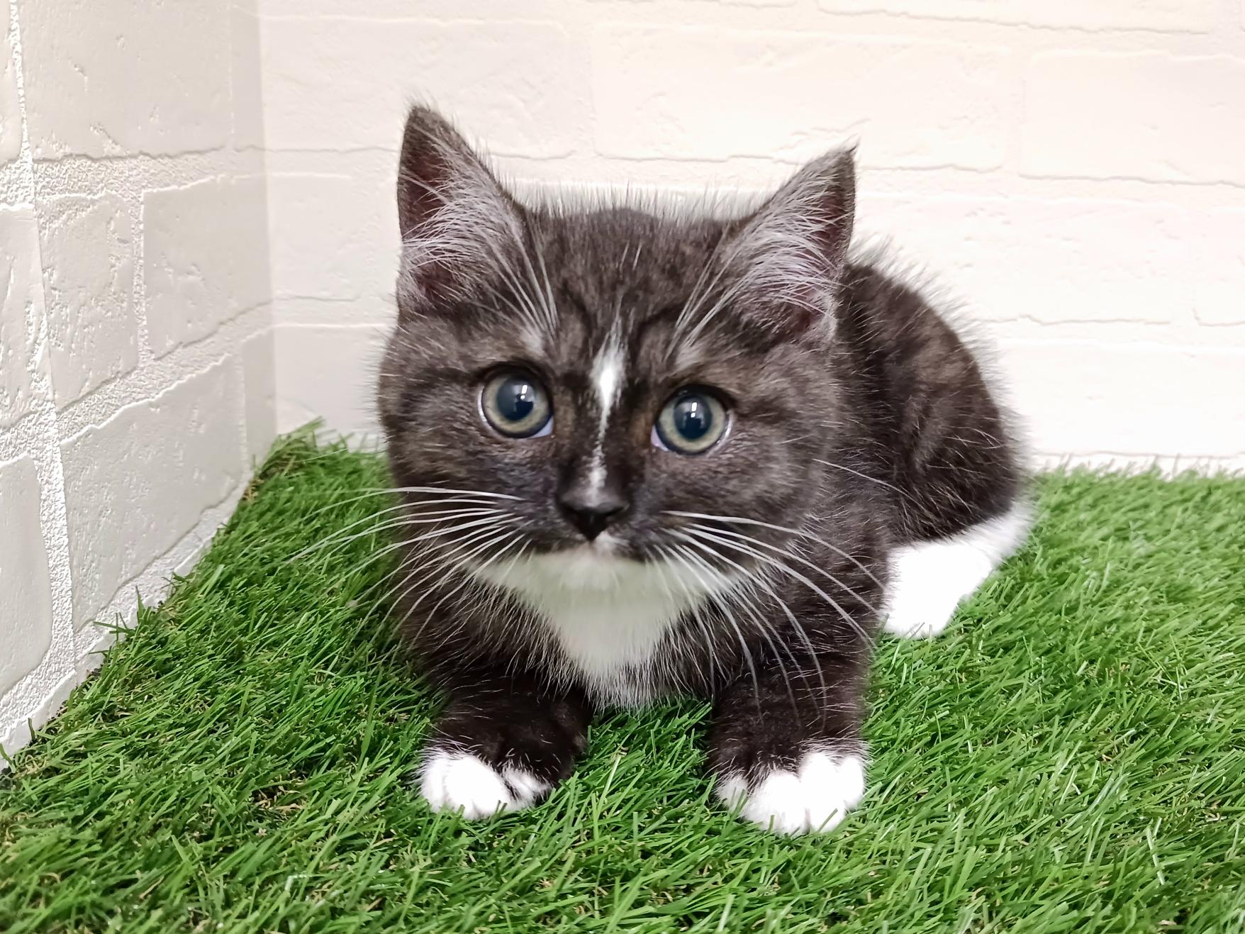 千葉県のマンチカン (ワンニャンハウス幕張店/2025年12月8日生まれ/女の子/ブラックスモークホワイト)の子猫の3枚目の画像