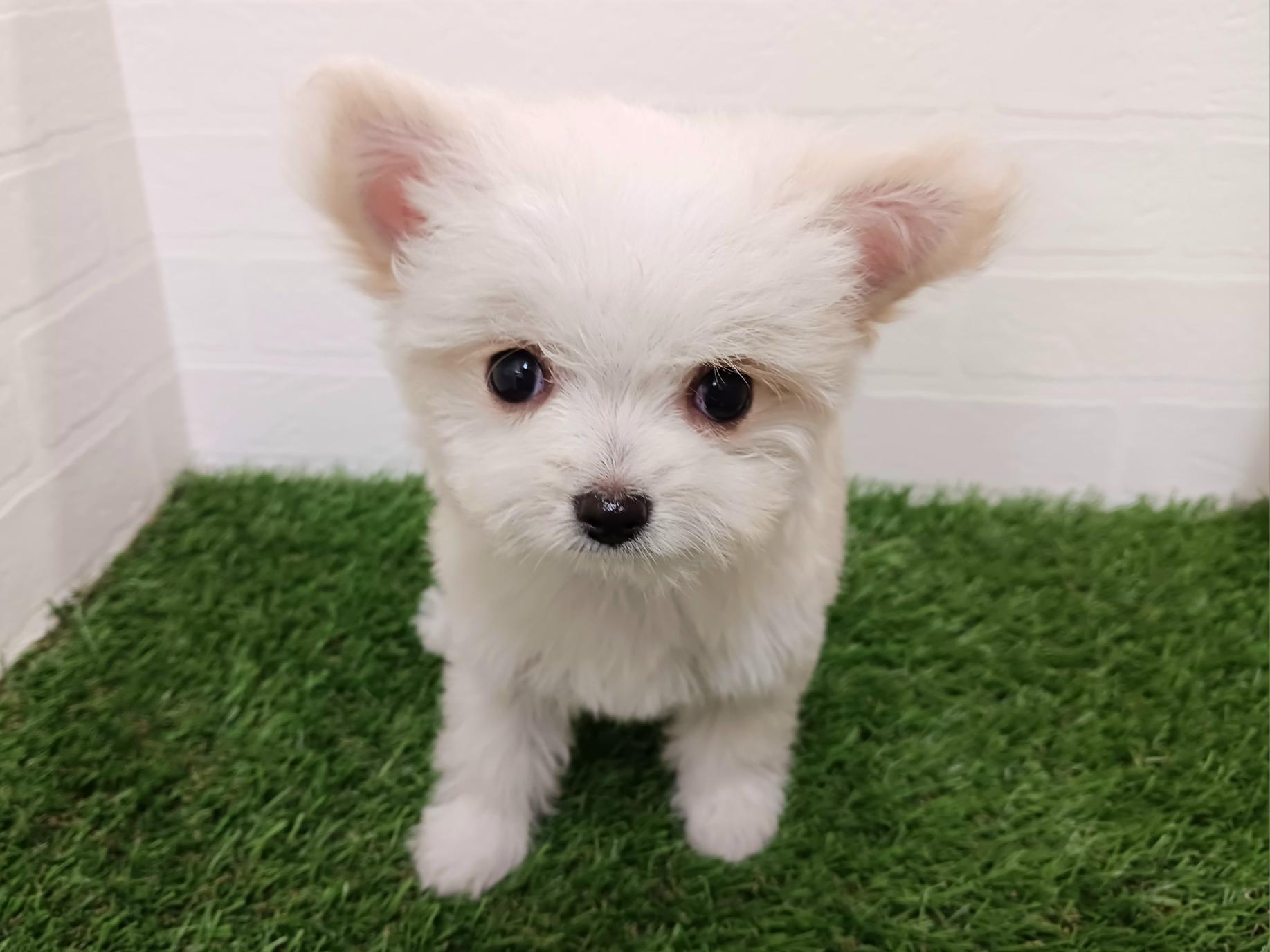 千葉県のチワマル/マルチワ(チワワ×マルチーズ) (ワンニャンハウス幕張店/2025年11月29日生まれ/女の子/クリーム)の子犬の1枚目の画像