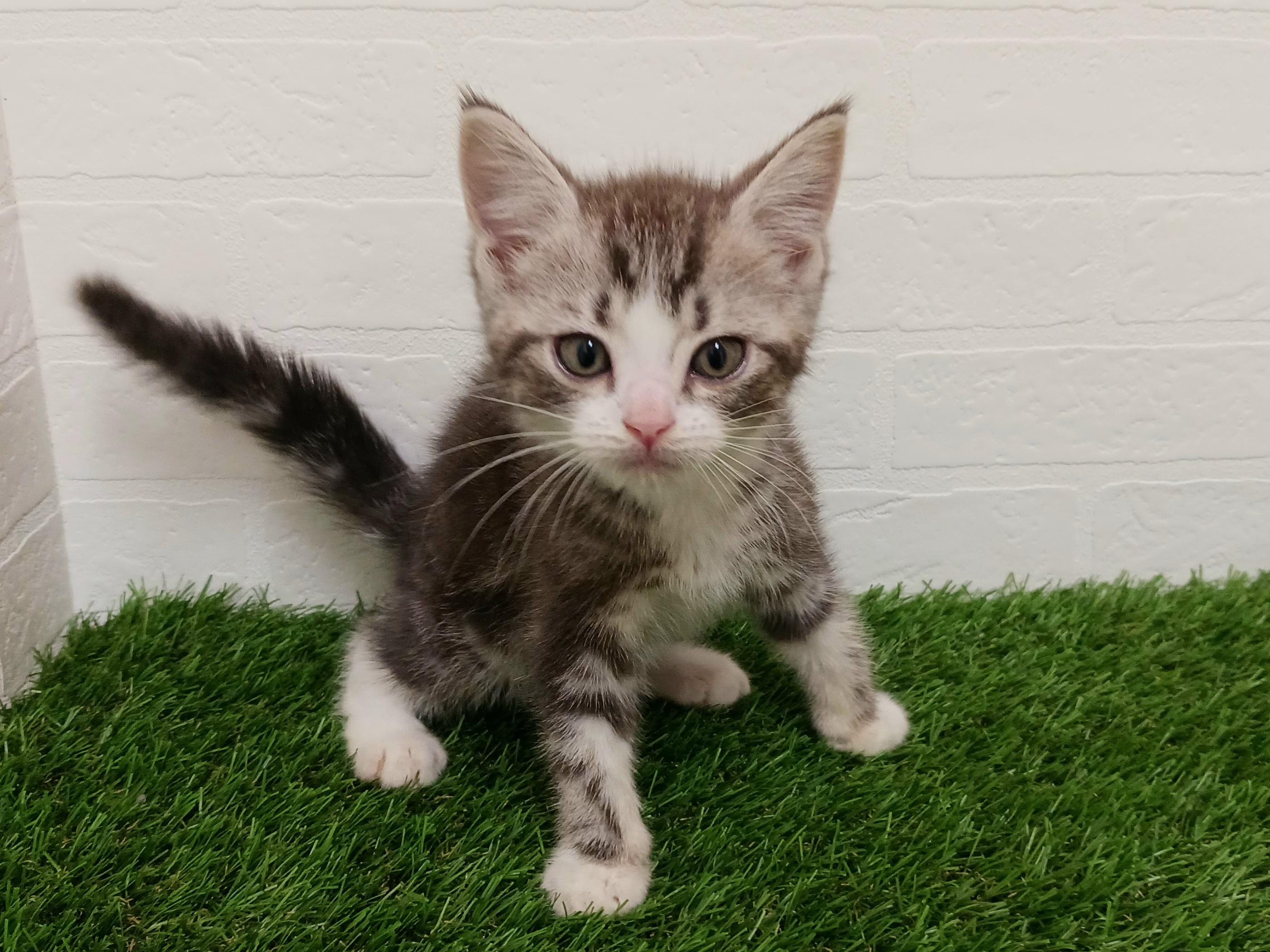 千葉県のスコティッシュフォールド (ワンニャンハウス幕張店/2025年8月30日生まれ/男の子/シルバータビーホワイト)の子猫の3枚目の画像