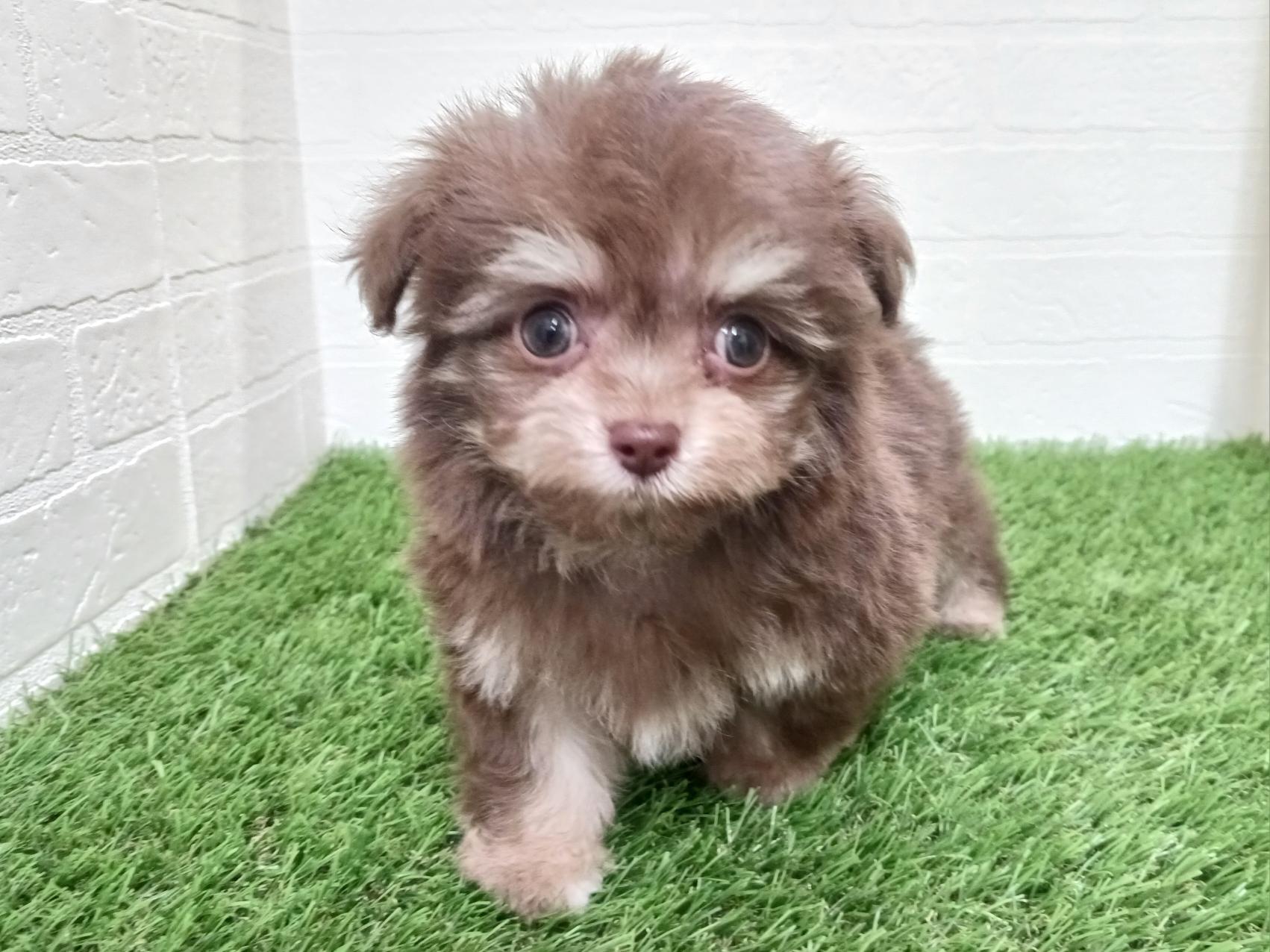 千葉県のチワプー/プーチー(チワワ×プードル) (ワンニャンハウス幕張店/2025年12月1日生まれ/男の子/チョコレートタン)の子犬の3枚目の画像