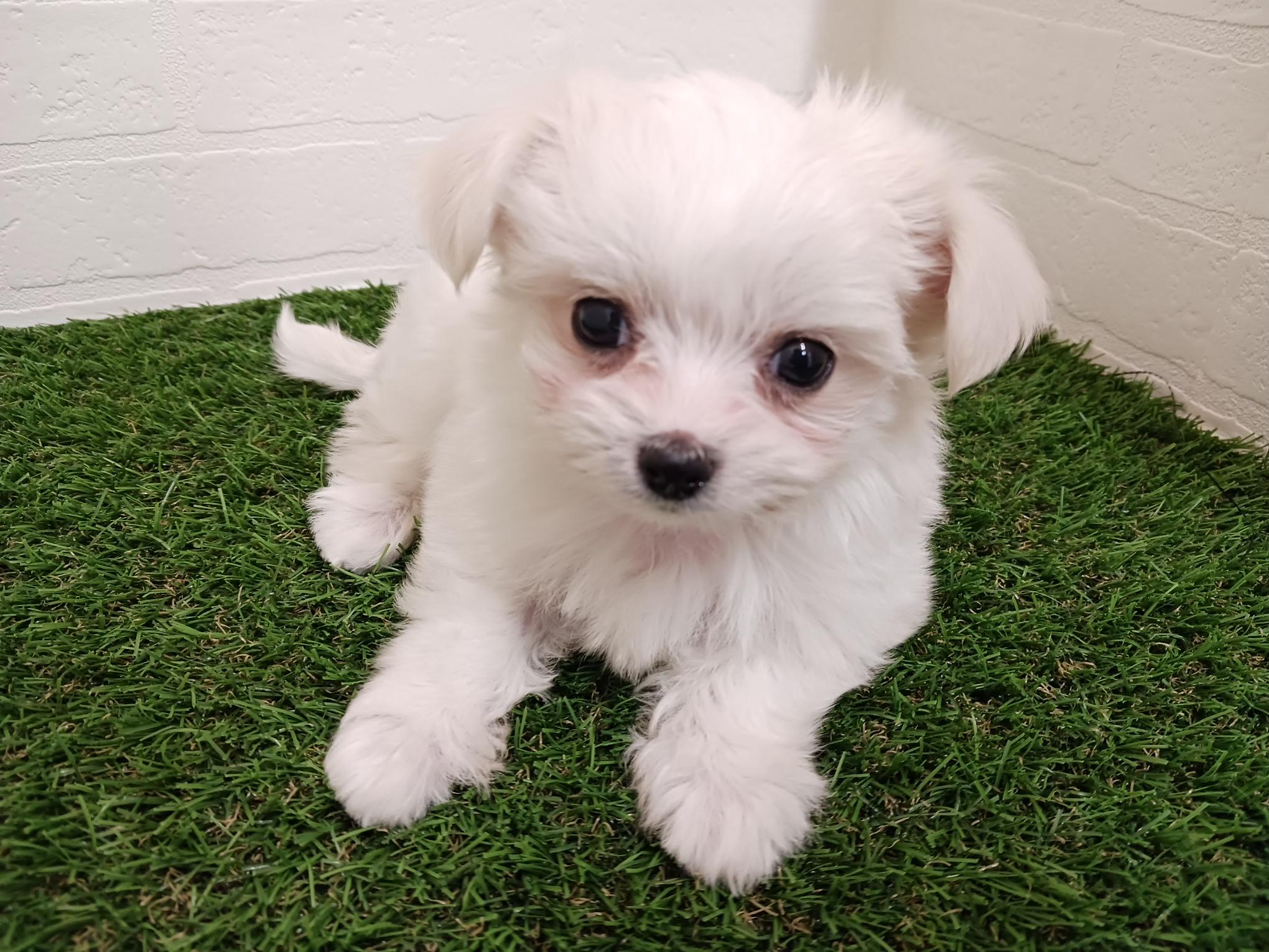 千葉県のチワマル/マルチワ(チワワ×マルチーズ) (ワンニャンハウス幕張店/2025年9月23日生まれ/女の子/ホワイトクリーム)の子犬の4枚目の画像