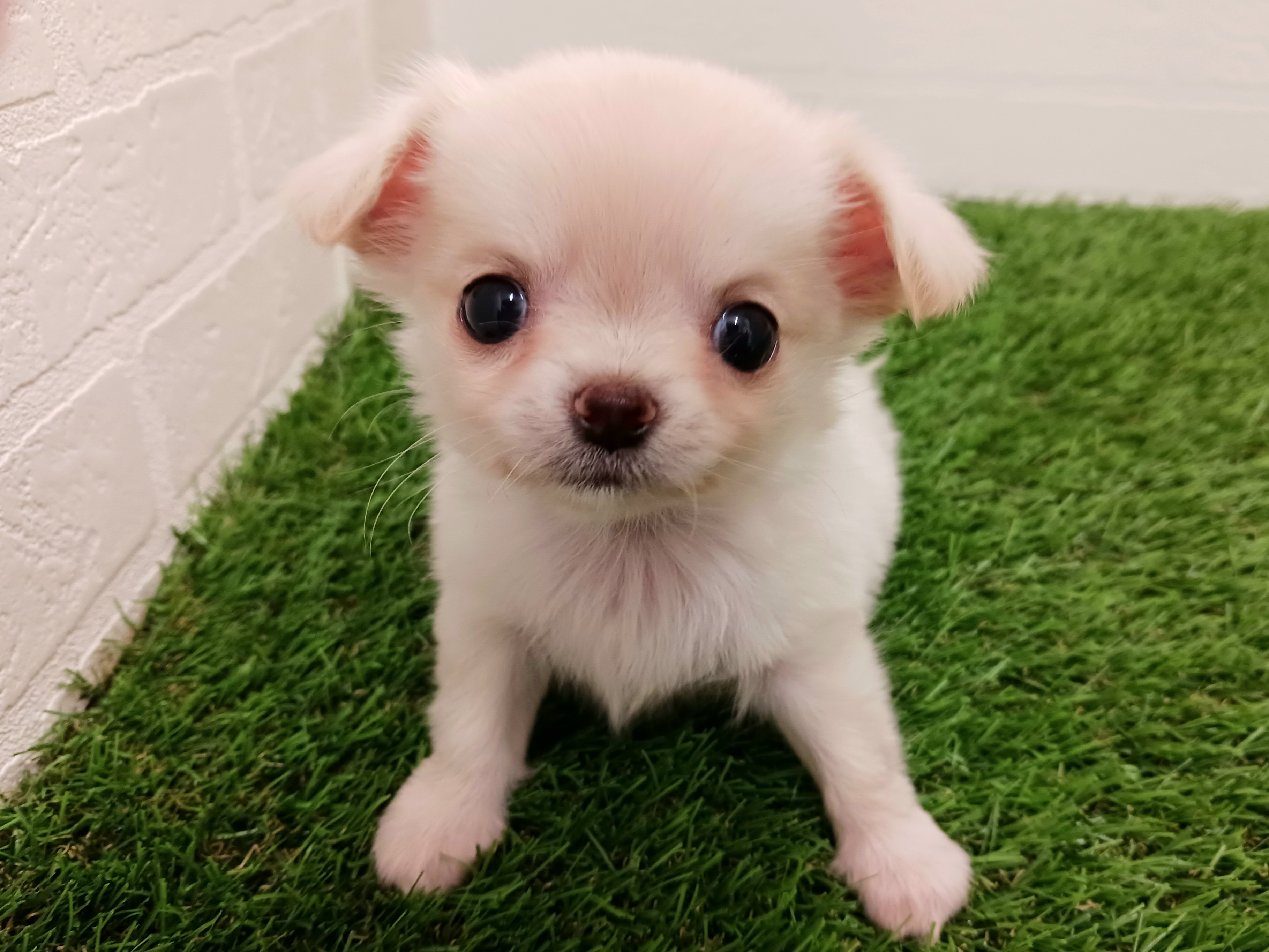 千葉県のチワワ(ロング) (ワンニャンハウス幕張店/2025年9月6日生まれ/女の子/クリーム)の子犬の3枚目の画像