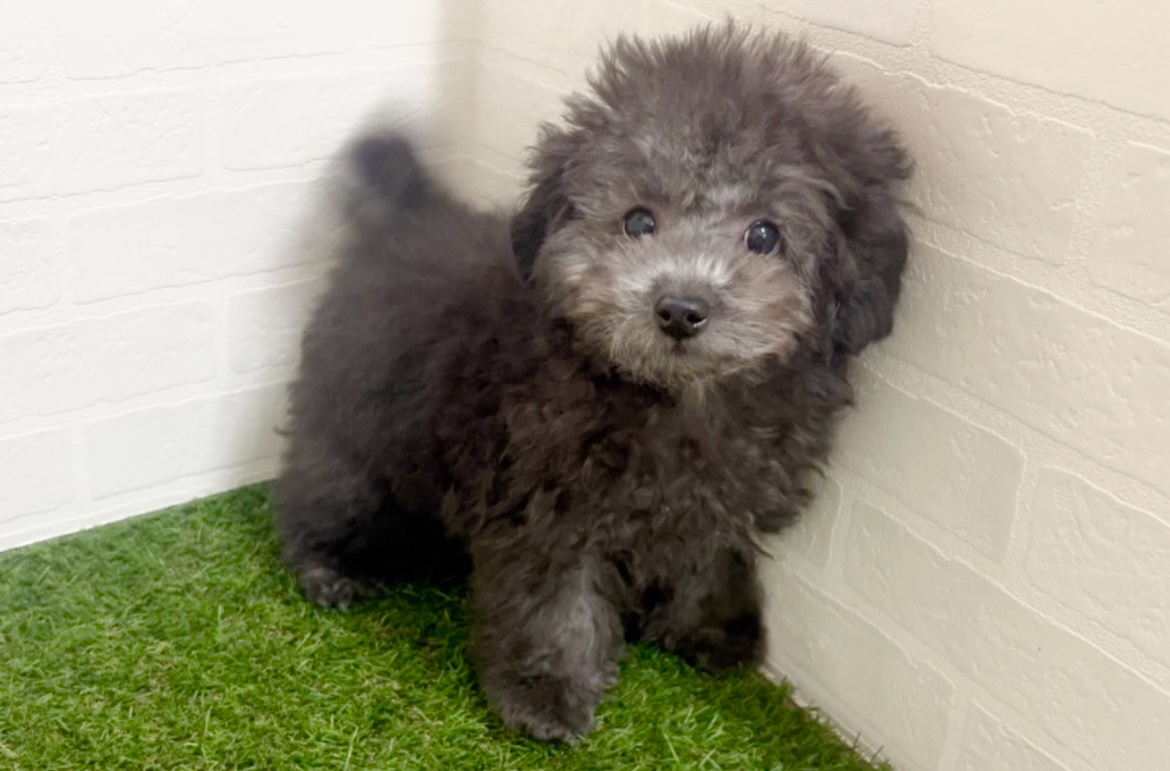 千葉県のトイプードル(トイ) (ワンニャンハウス幕張店/2025年12月20日生まれ/男の子/グレー)の子犬の4枚目の画像