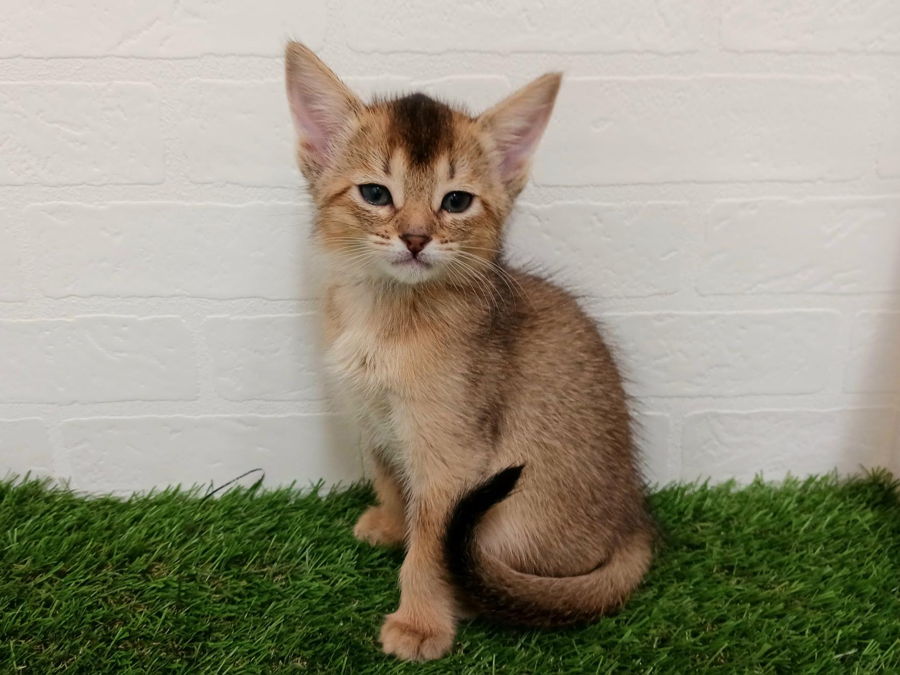 千葉県のハーフ猫・ミックス猫 (ワンニャンハウス幕張店/2025年8月31日生まれ/女の子/レッド)の子猫の1枚目の画像