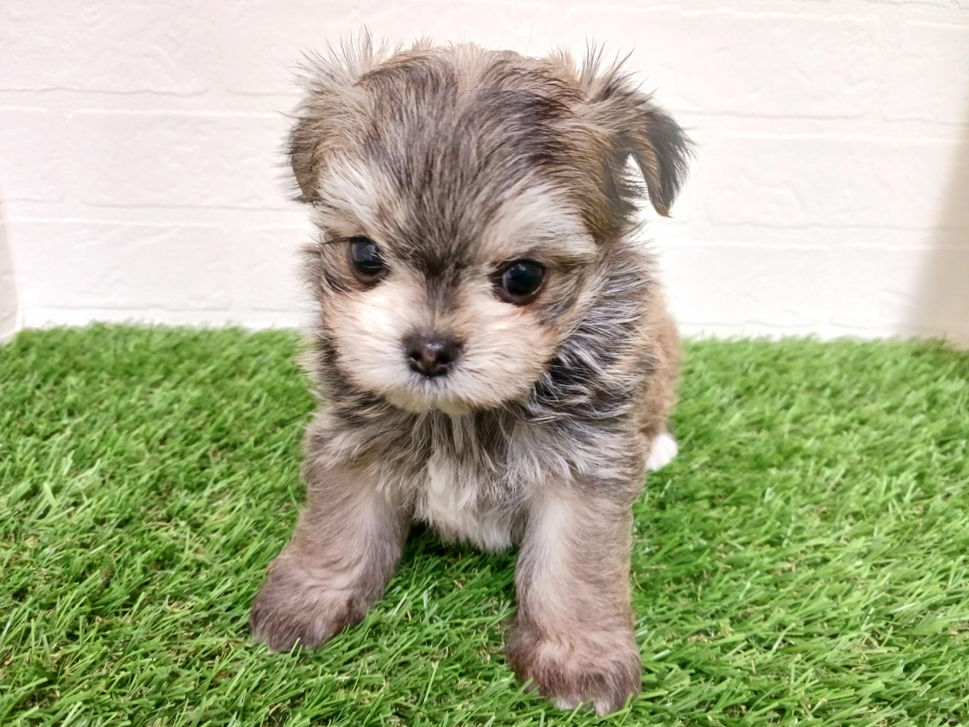 千葉県のチワマル/マルチワ(チワワ×マルチーズ) (ワンニャンハウス幕張店/2025年12月21日生まれ/男の子/フォーン)の子犬の3枚目の画像