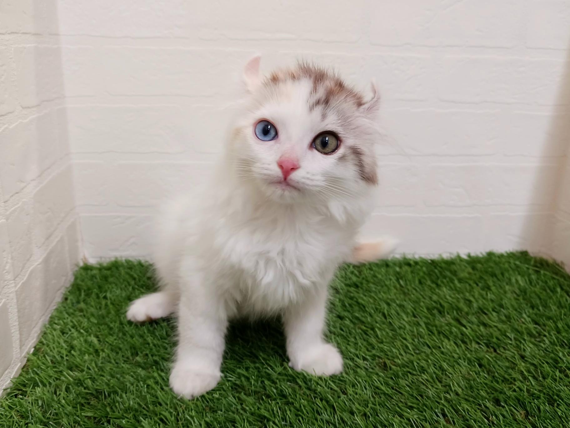 2026年4月16日生まれのハーフ猫・ミックス猫