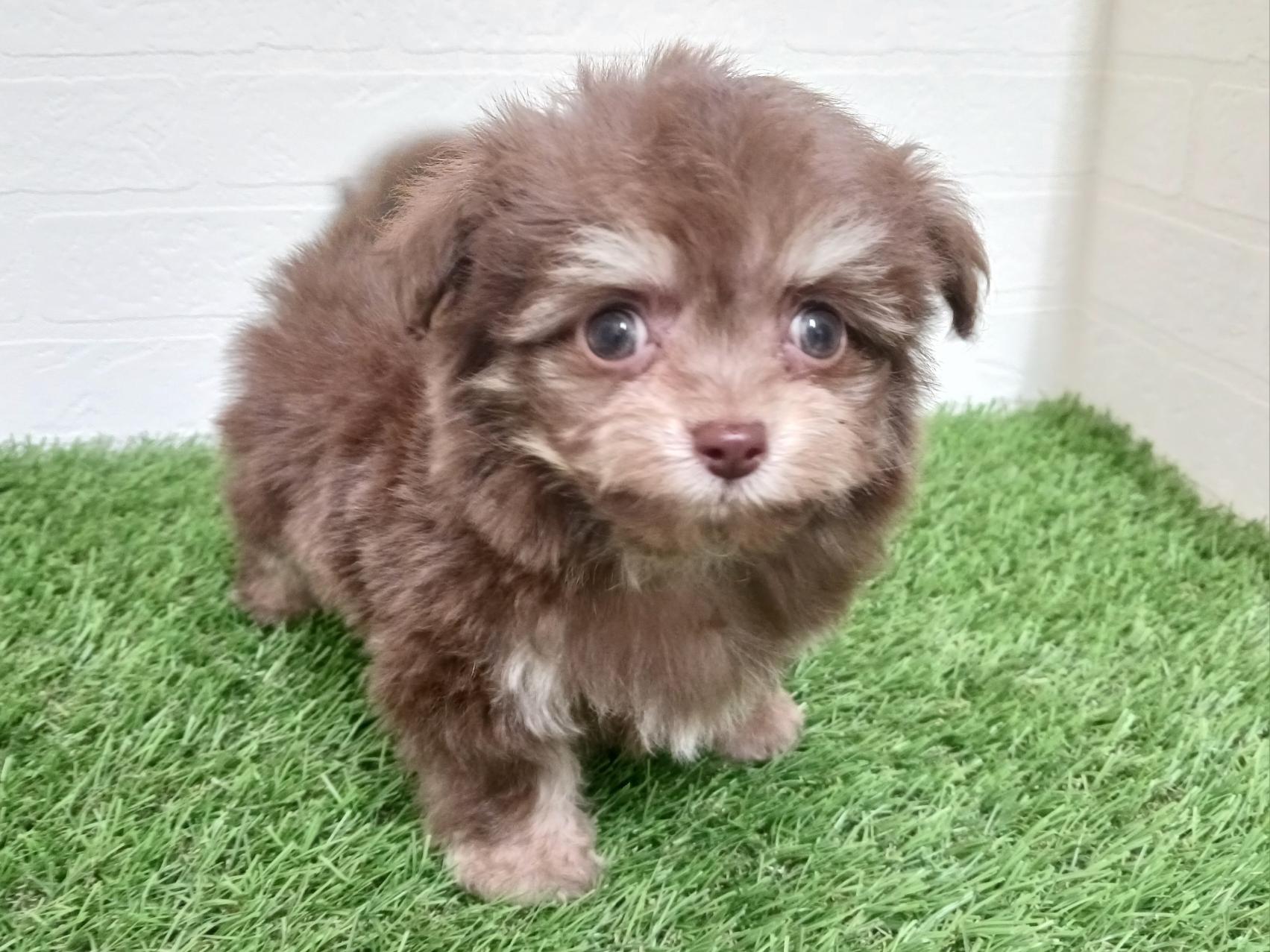 千葉県のチワプー/プーチー(チワワ×プードル) (ワンニャンハウス幕張店/2025年12月1日生まれ/男の子/チョコレートタン)の子犬の4枚目の画像