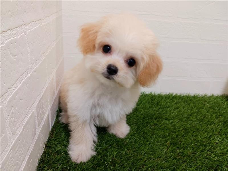 千葉県のチワプー/プーチー(チワワ×プードル) (ワンニャンハウス幕張店/2025年9月6日生まれ/女の子/アプリコット)の子犬の3枚目の画像