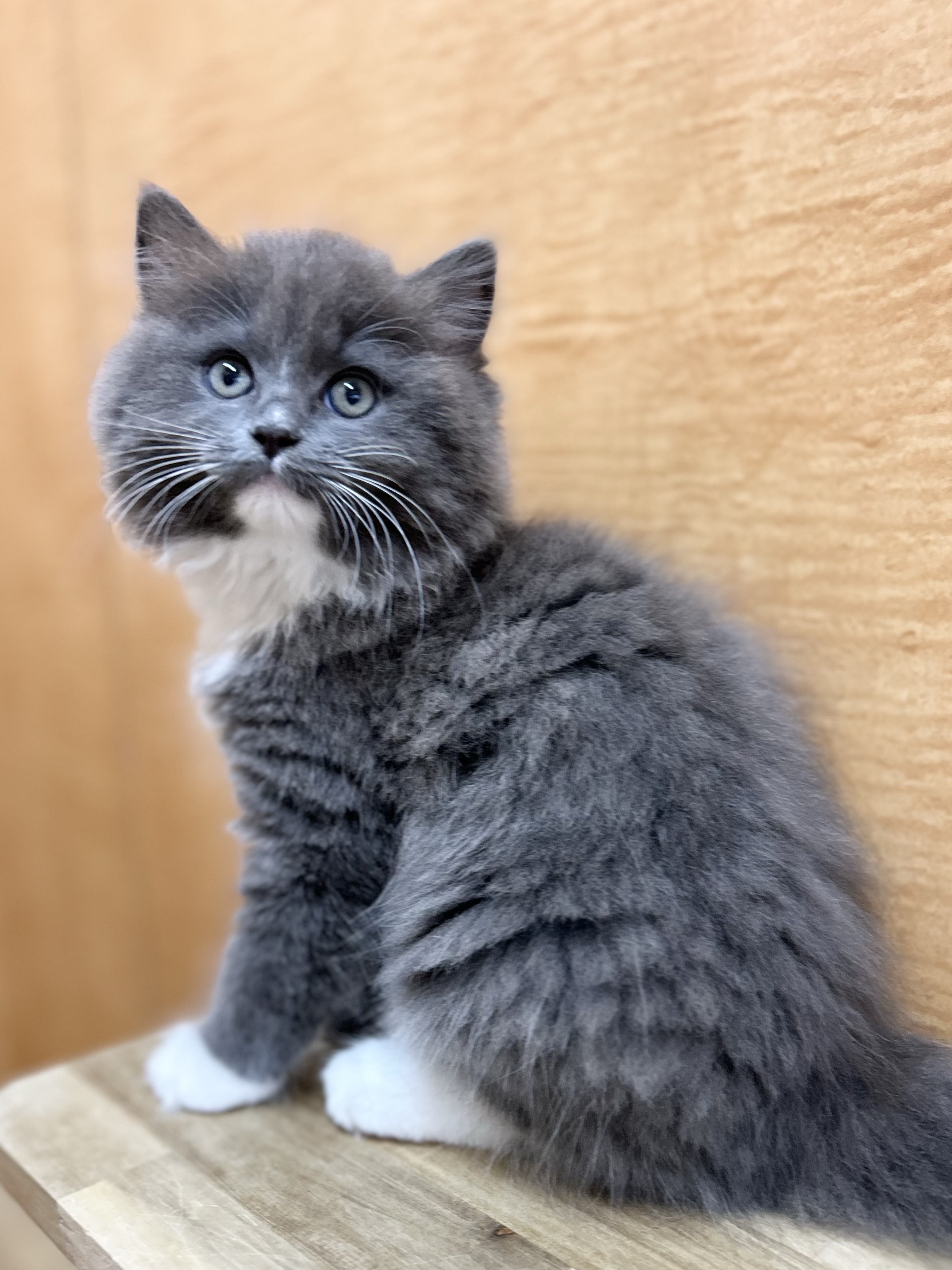 千葉県のハーフ猫・ミックス猫 (ワンニャンハウス幕張店/2026年8月4日生まれ/女の子/ブルーホワイト)の子猫の4枚目の画像