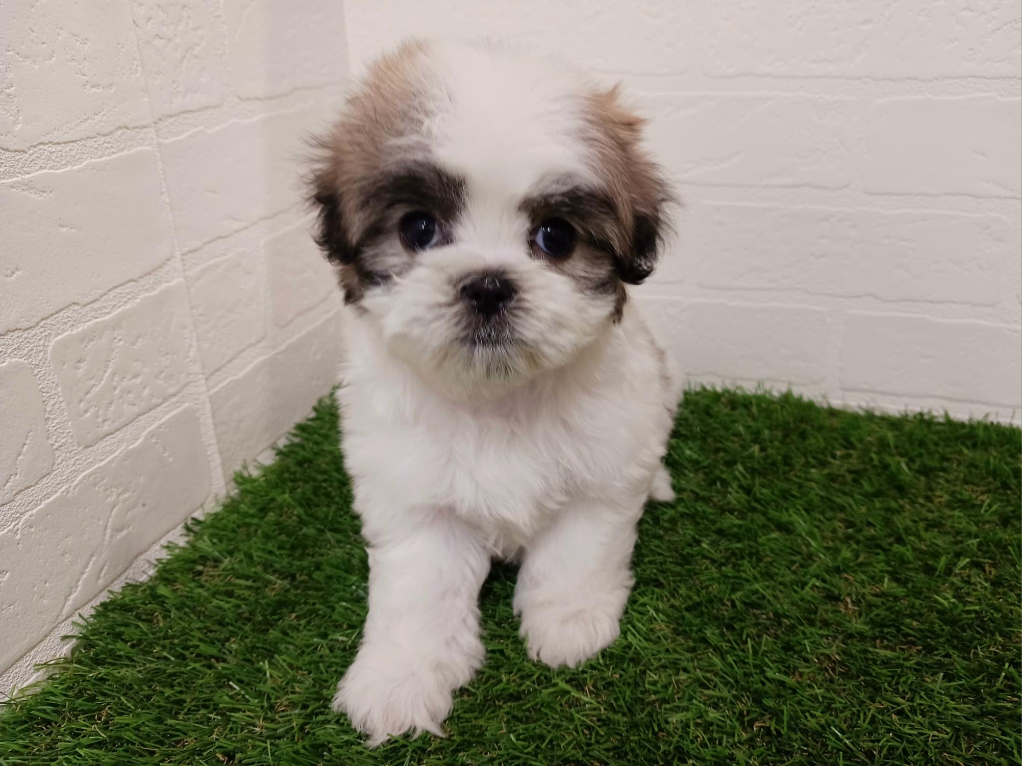 千葉県のマルズー/マルシーズ(マルチーズ×シーズー) (ワンニャンハウス幕張店/2025年9月15日生まれ/女の子/ゴールドホワイト)の子犬の2枚目の画像