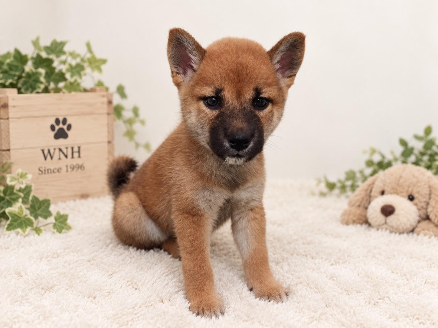 千葉県の柴犬(標準サイズ) (ワンニャンハウス幕張店/2026年7月26日生まれ/女の子/赤)の子犬の3枚目の画像