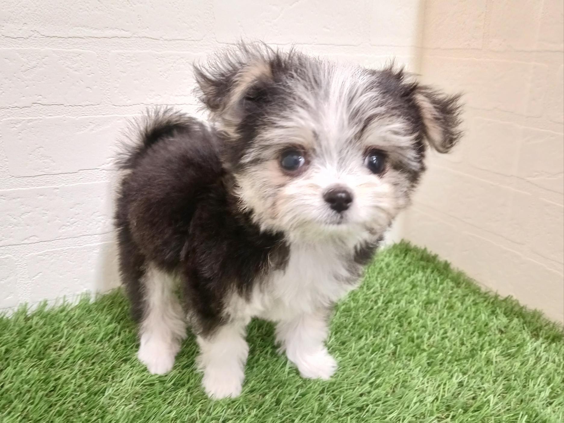 千葉県のチワマル/マルチワ(チワワ×マルチーズ) (ワンニャンハウス幕張店/2025年11月29日生まれ/女の子/ブラックホワイト)の子犬の3枚目の画像