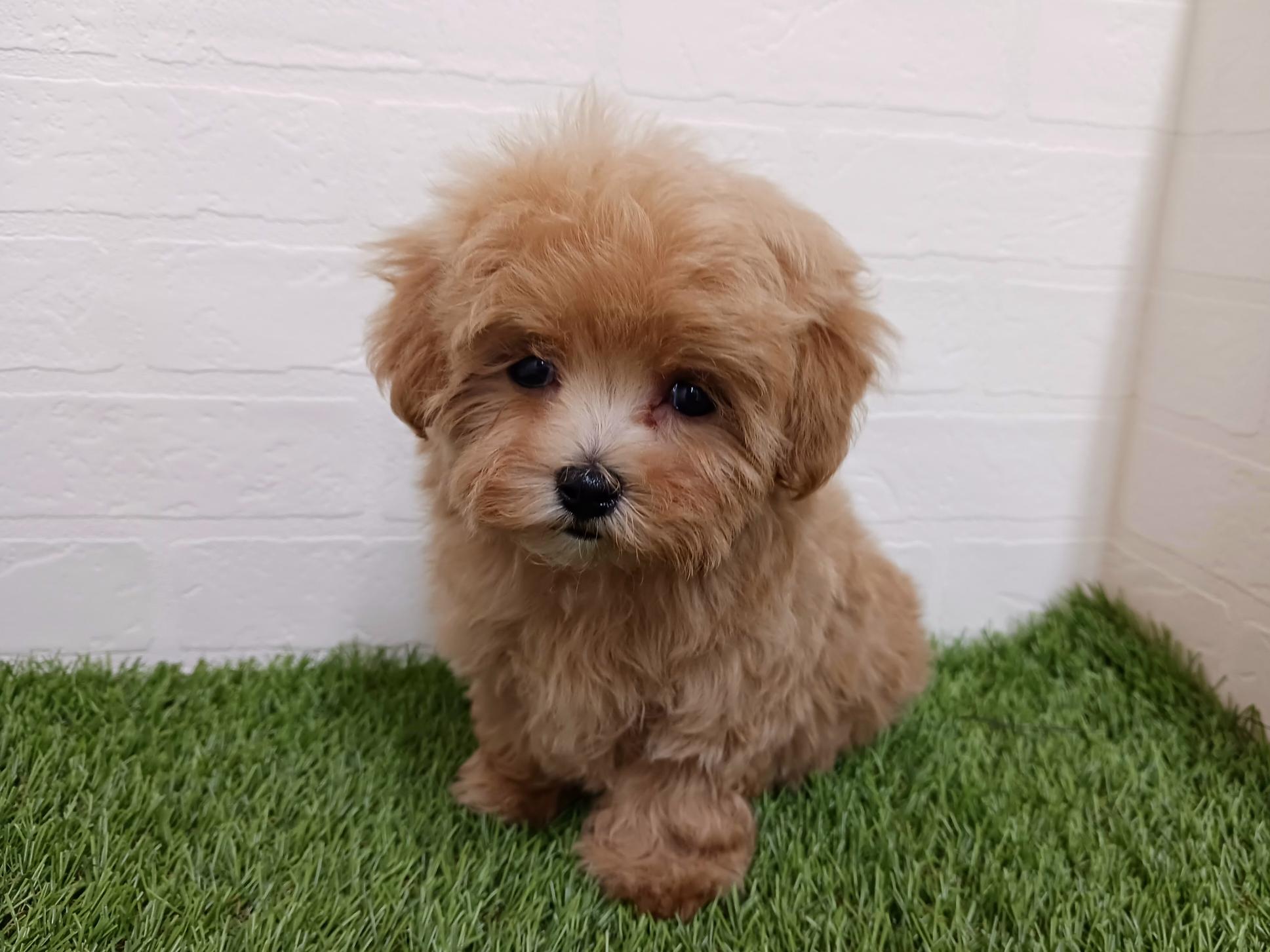 千葉県のマルプー(マルチーズ×プードル) (ワンニャンハウス幕張店/2026年2月27日生まれ/女の子/アプリコット)の子犬の4枚目の画像