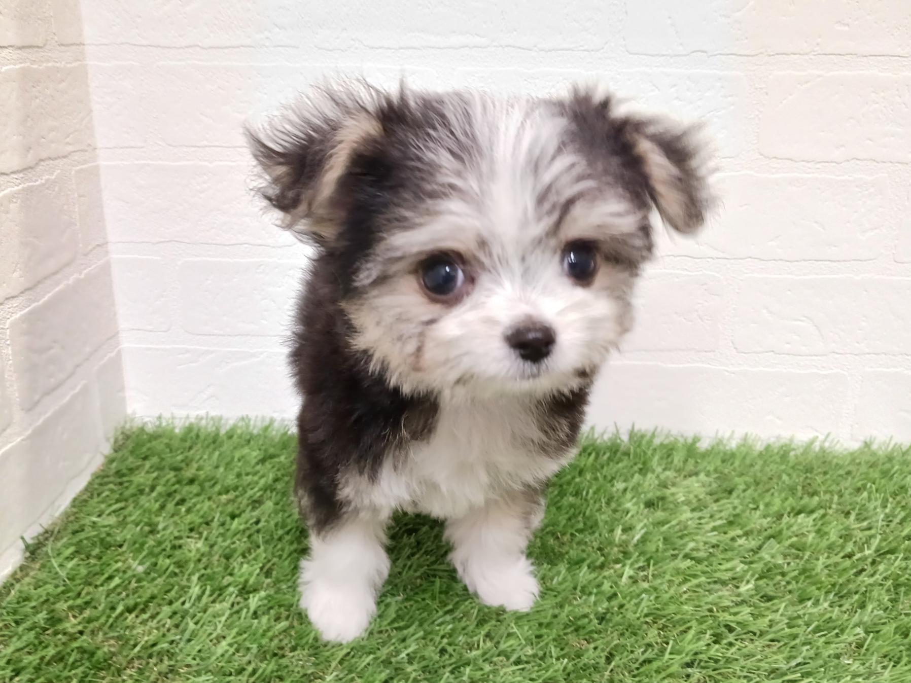 千葉県のチワマル/マルチワ(チワワ×マルチーズ) (ワンニャンハウス幕張店/2025年11月29日生まれ/女の子/ブラックホワイト)の子犬の2枚目の画像