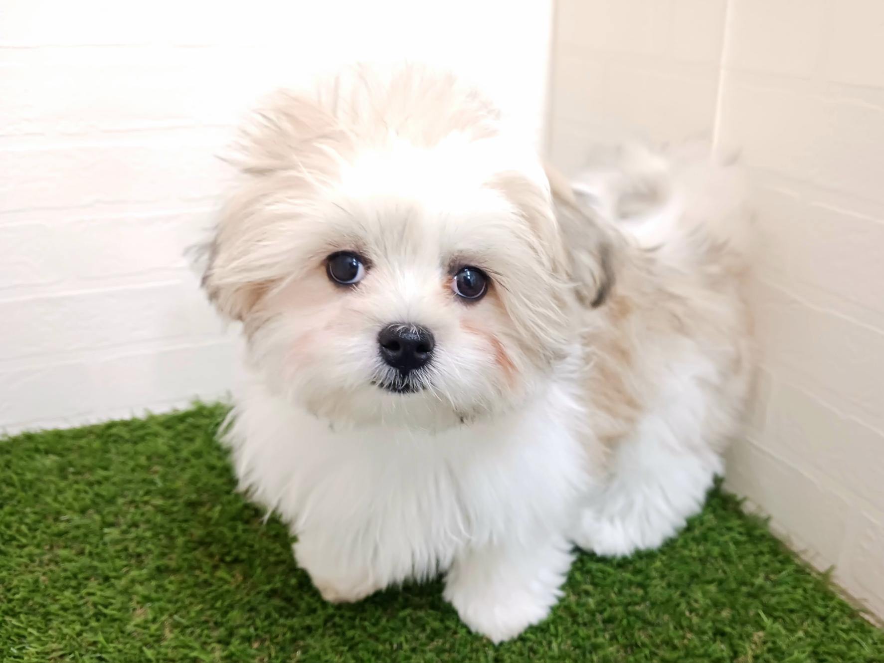 千葉県のマルズー/マルシーズ(マルチーズ×シーズー) (ワンニャンハウス幕張店/2025年10月19日生まれ/女の子/ホワイトゴールド)の子犬の4枚目の画像