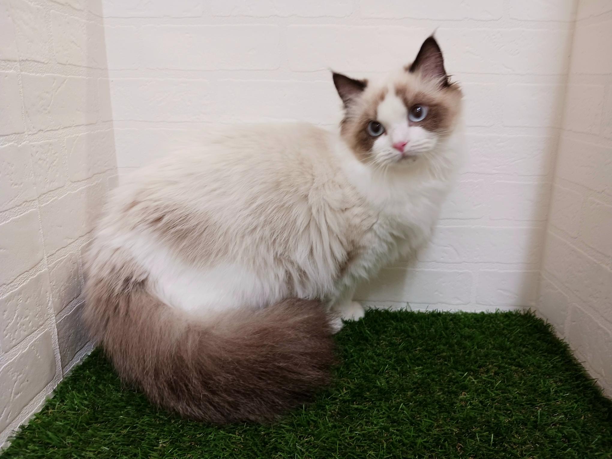 千葉県のラグドール (ワンニャンハウス幕張店/2025年4月26日生まれ/女の子/シールポイントバイカラー)の子猫の4枚目の画像