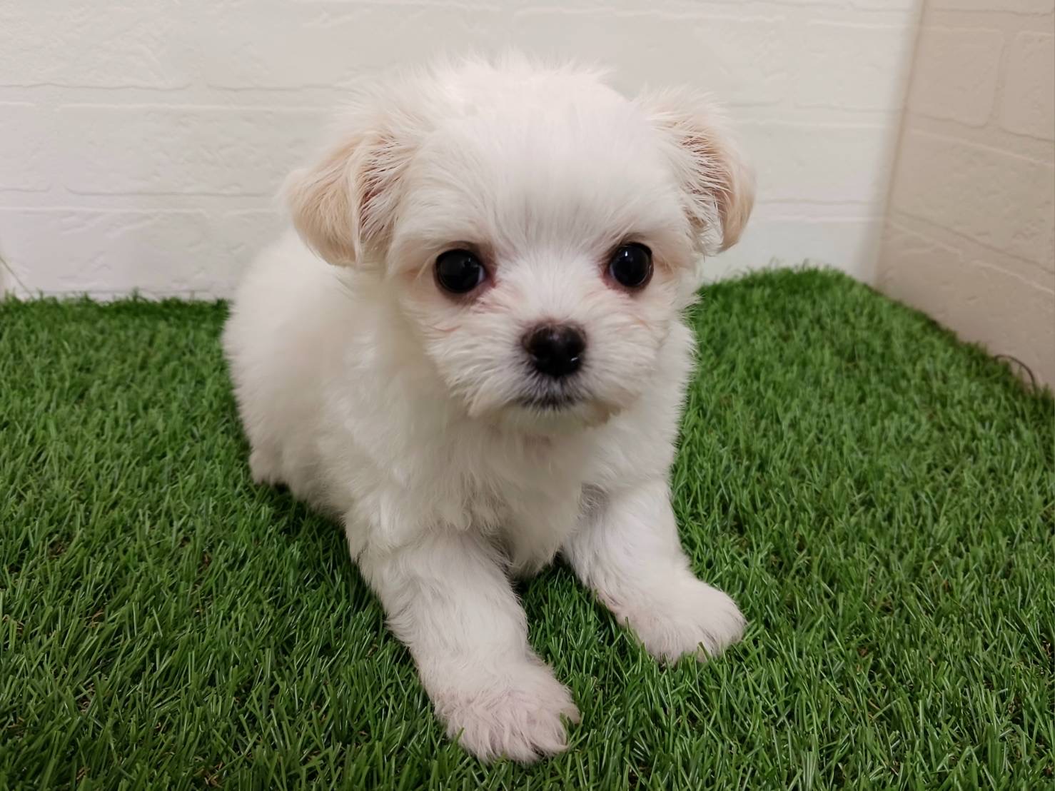 千葉県のチワマル/マルチワ(チワワ×マルチーズ) (ワンニャンハウス幕張店/2026年2月14日生まれ/女の子/ホワイトクリーム)の子犬の1枚目の画像