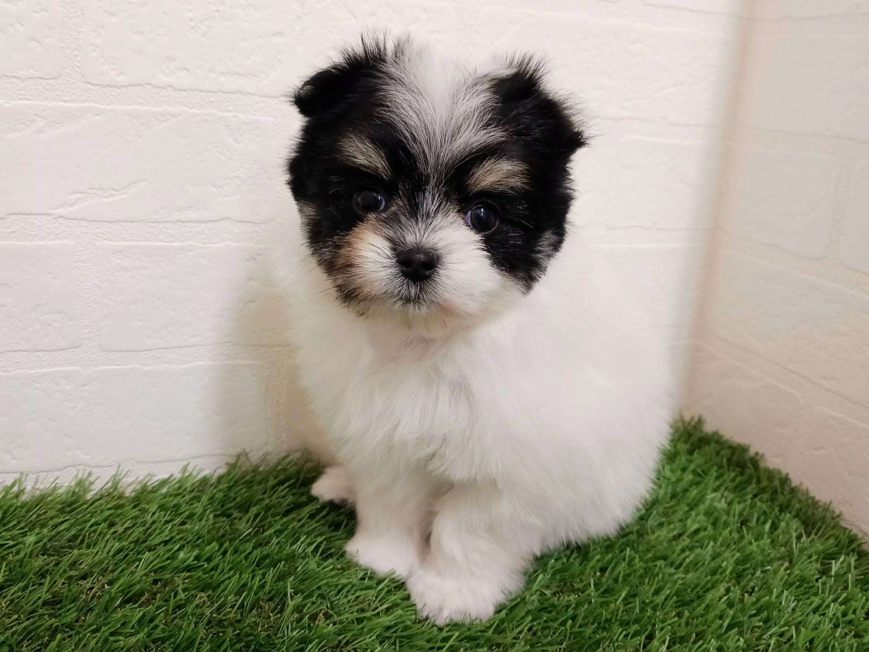 千葉県のポメマル/マルポメ(ポメラニアン×マルチーズ) (ワンニャンハウス幕張店/2025年12月22日生まれ/女の子/ホワイトブラックタン)の子犬の3枚目の画像