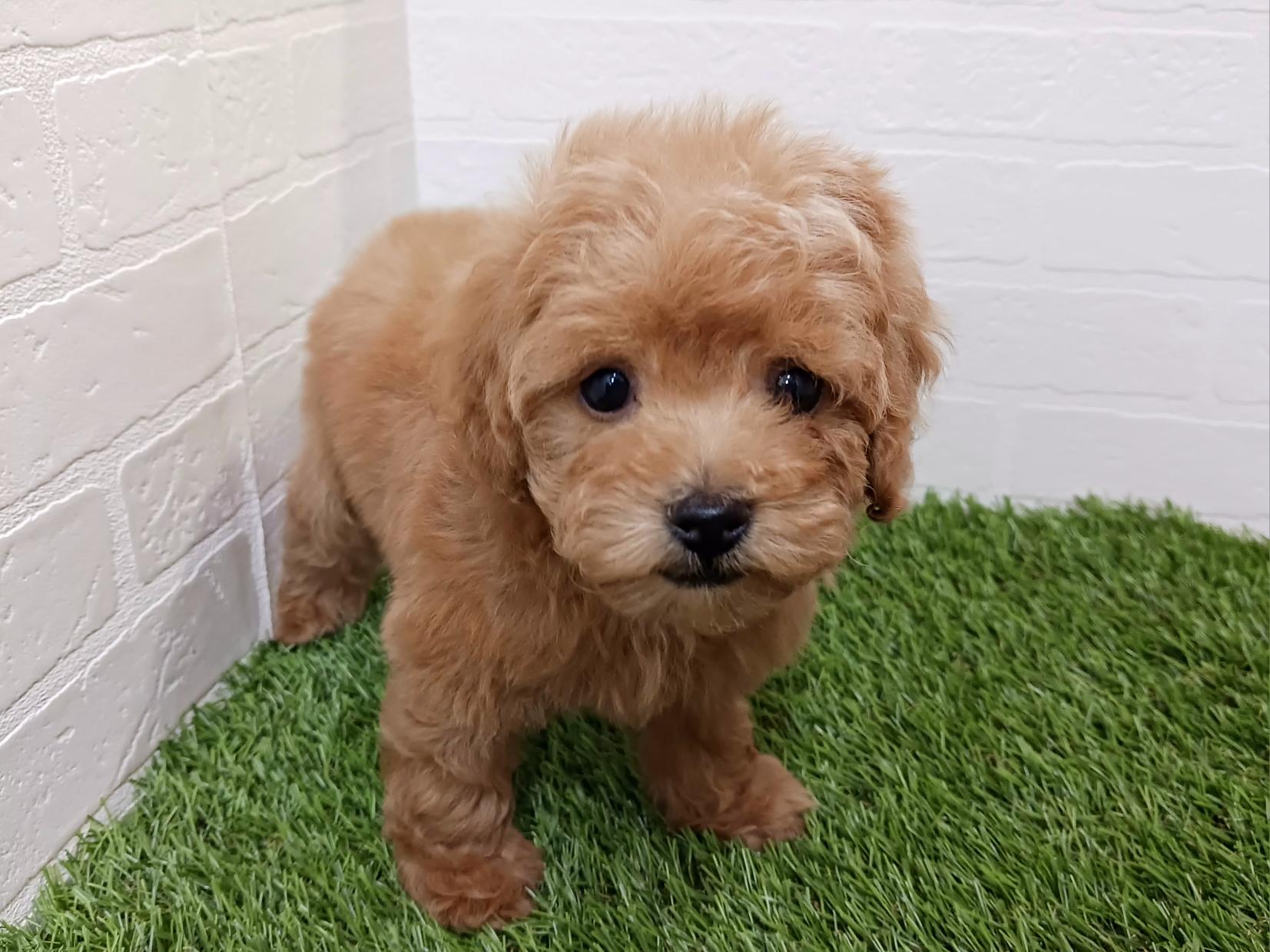 千葉県のトイプードル(トイ) (ワンニャンハウス幕張店/2025年10月5日生まれ/女の子/アプリコット)の子犬の2枚目の画像