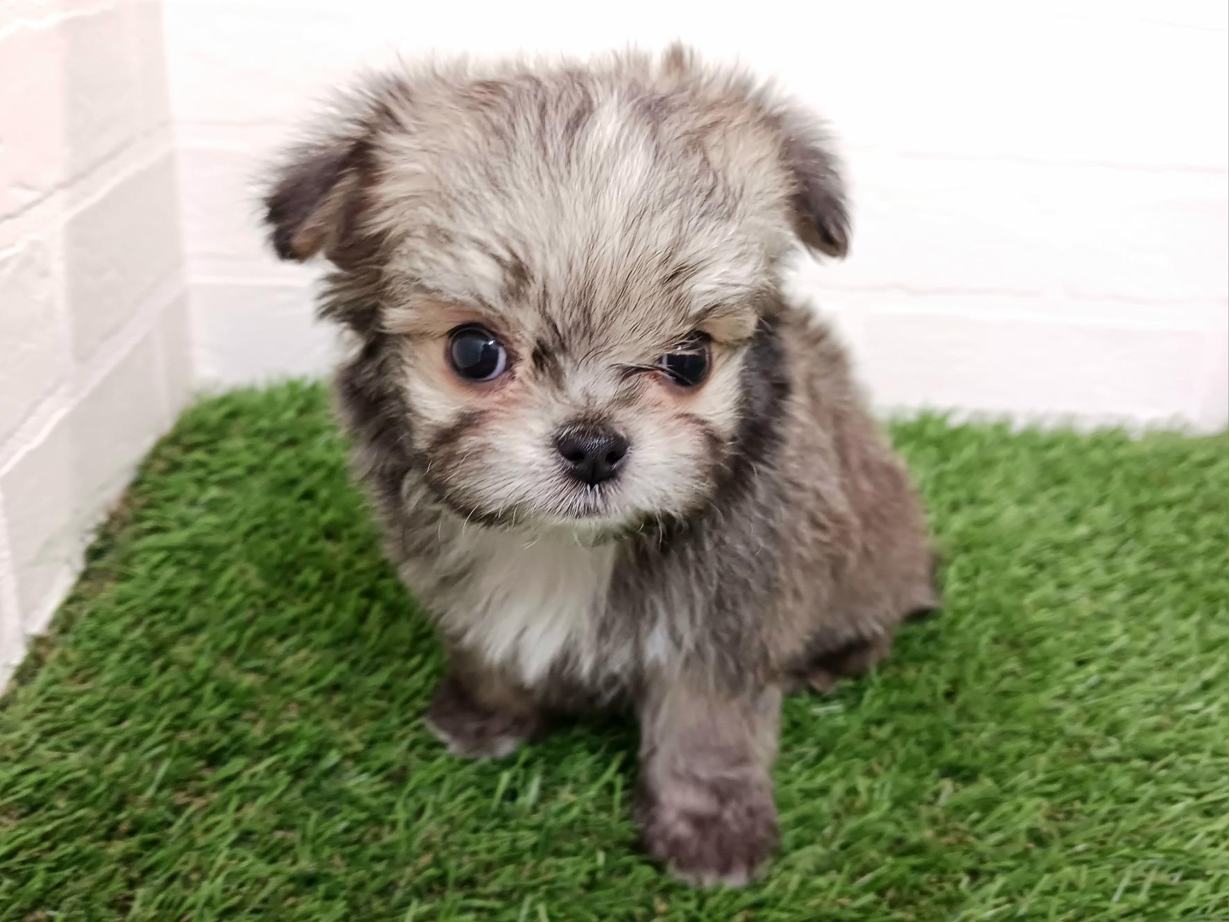 千葉県のチワマル/マルチワ(チワワ×マルチーズ) (ワンニャンハウス幕張店/2025年11月16日生まれ/男の子/フォーンホワイト)の子犬の4枚目の画像