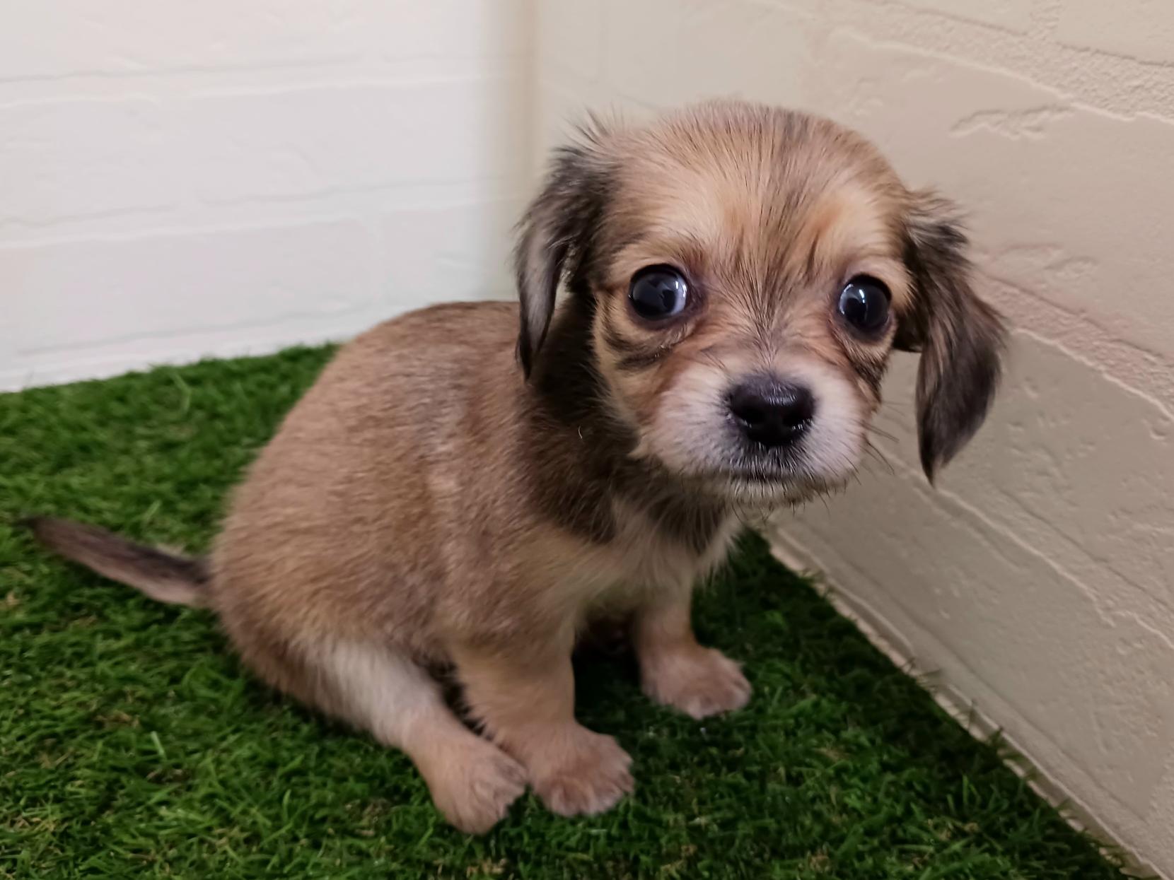 千葉県のチワックス(チワワ×ダックス) (ワンニャンハウス幕張店/2025年9月23日生まれ/女の子/レッド)の子犬の3枚目の画像