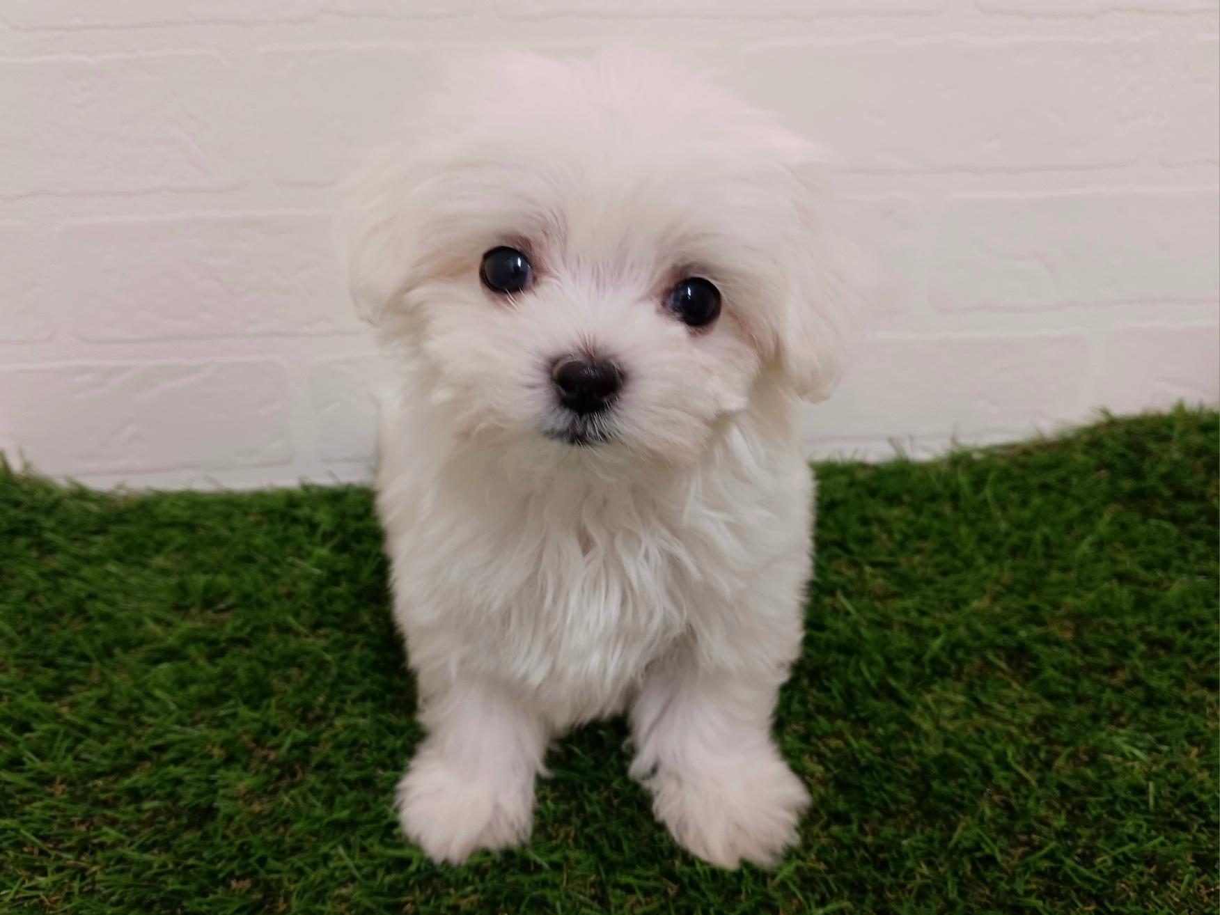 千葉県のマルチーズ (ワンニャンハウス幕張店/2025年10月21日生まれ/女の子/ホワイト)の子犬の1枚目の画像