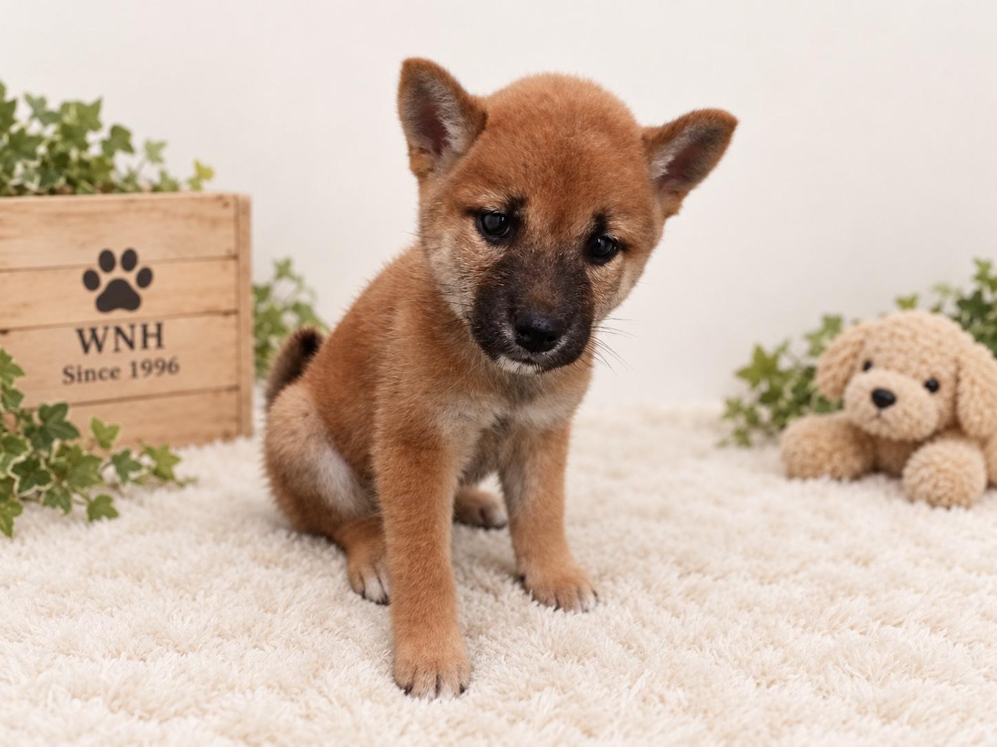 千葉県の柴犬(標準サイズ) (ワンニャンハウス幕張店/2026年7月26日生まれ/女の子/赤)の子犬の4枚目の画像