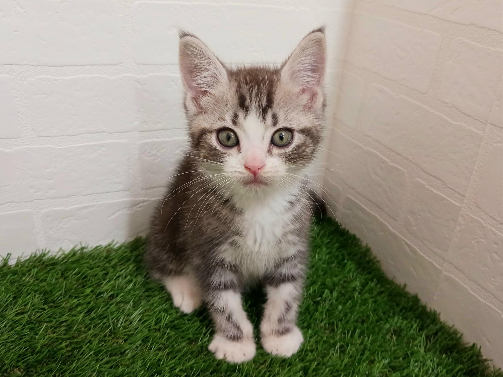 千葉県のスコティッシュフォールド (ワンニャンハウス幕張店/2025年8月30日生まれ/男の子/シルバータビーホワイト)の子猫の1枚目の画像