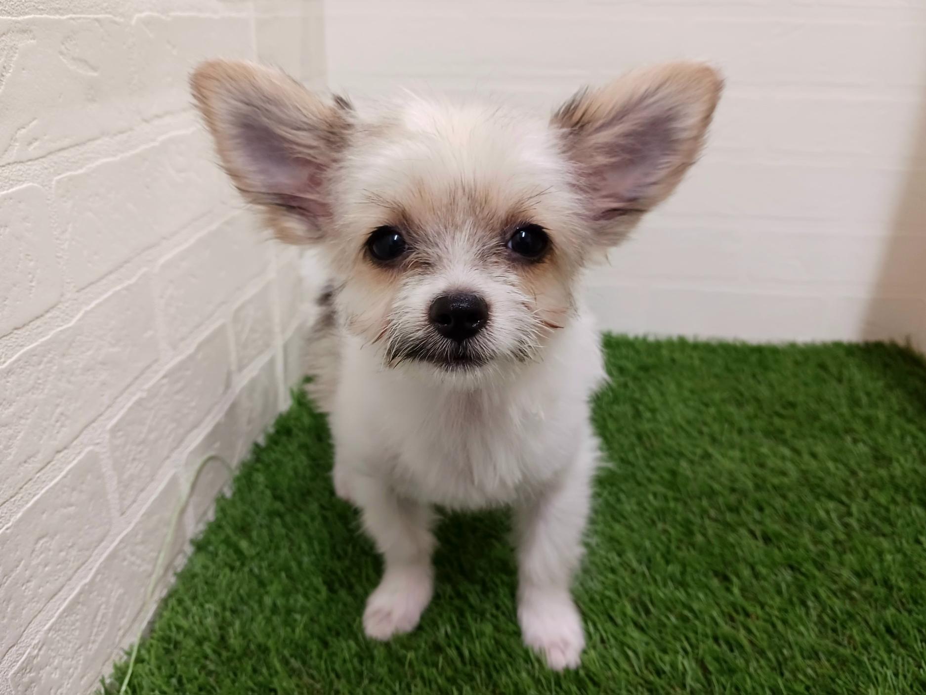 千葉県のハーフ犬・ミックス犬 (ワンニャンハウス幕張店/2026年1月19日生まれ/女の子/パーティーカラー)の子犬の3枚目の画像