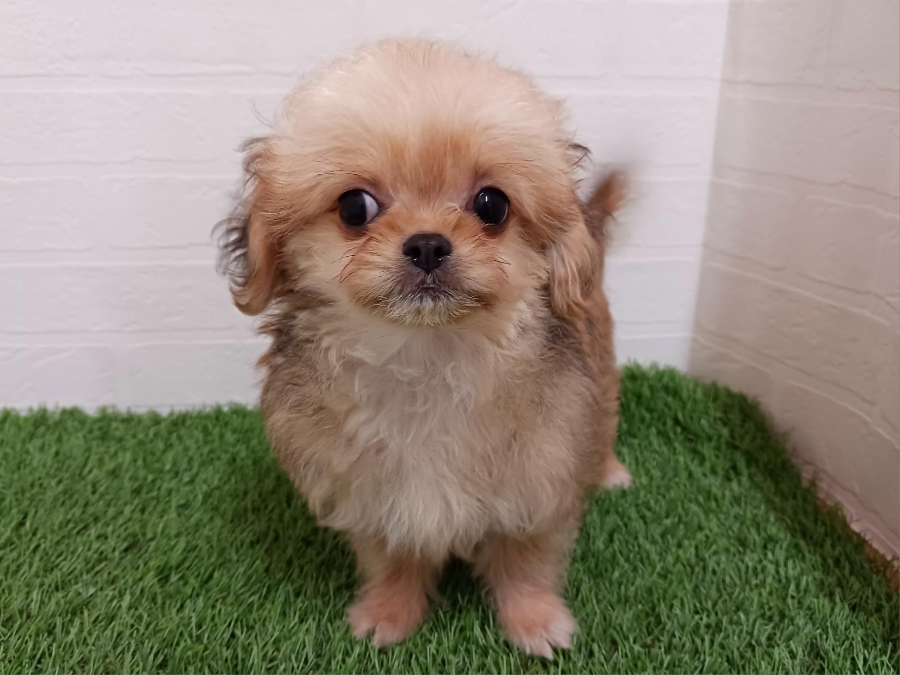 千葉県のハーフ犬・ミックス犬 (ワンニャンハウス幕張店/2026年5月12日生まれ/女の子/セーブル)の子犬の4枚目の画像