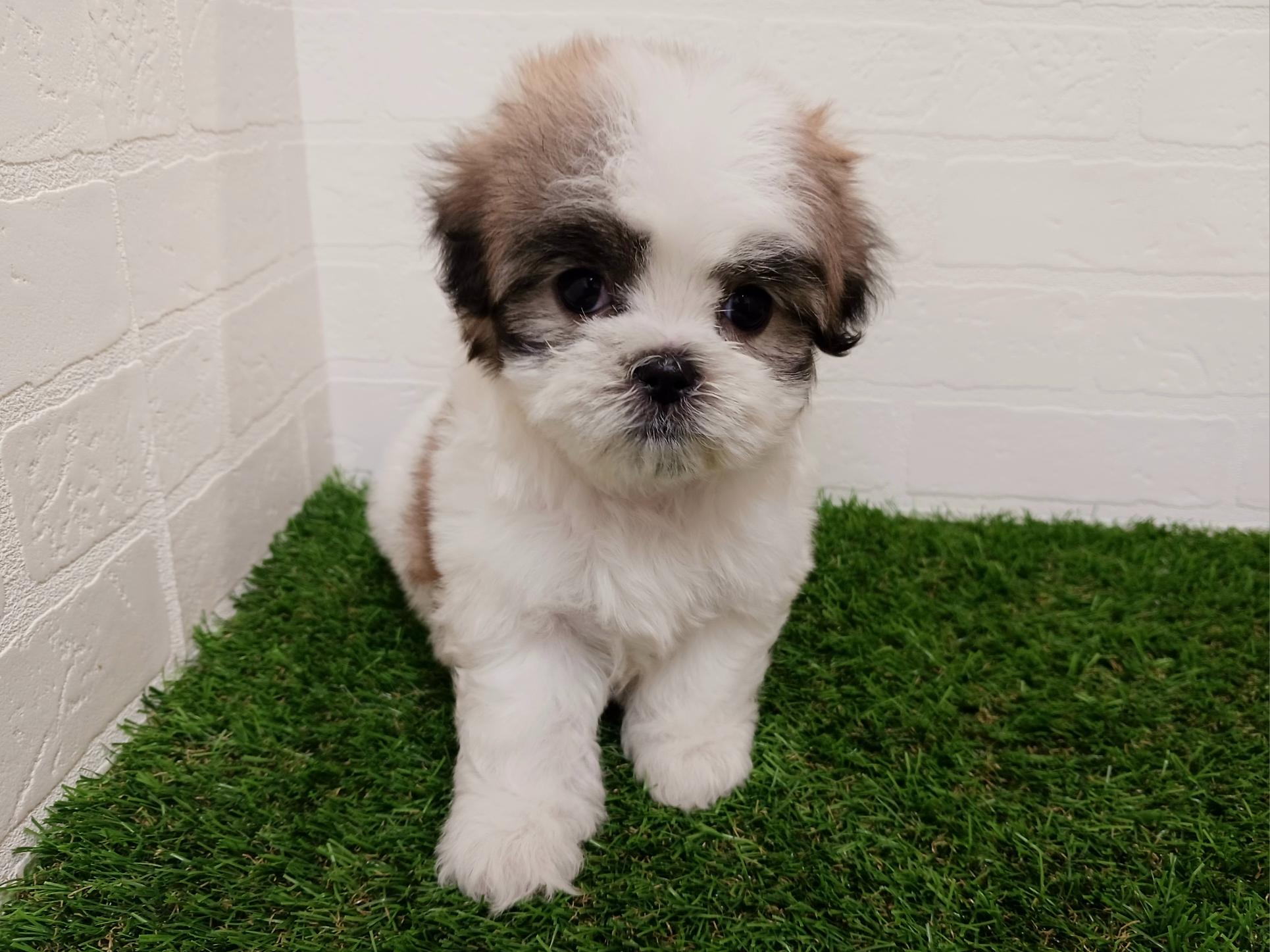 千葉県のマルズー/マルシーズ(マルチーズ×シーズー) (ワンニャンハウス幕張店/2025年9月15日生まれ/女の子/ゴールドホワイト)の子犬の3枚目の画像