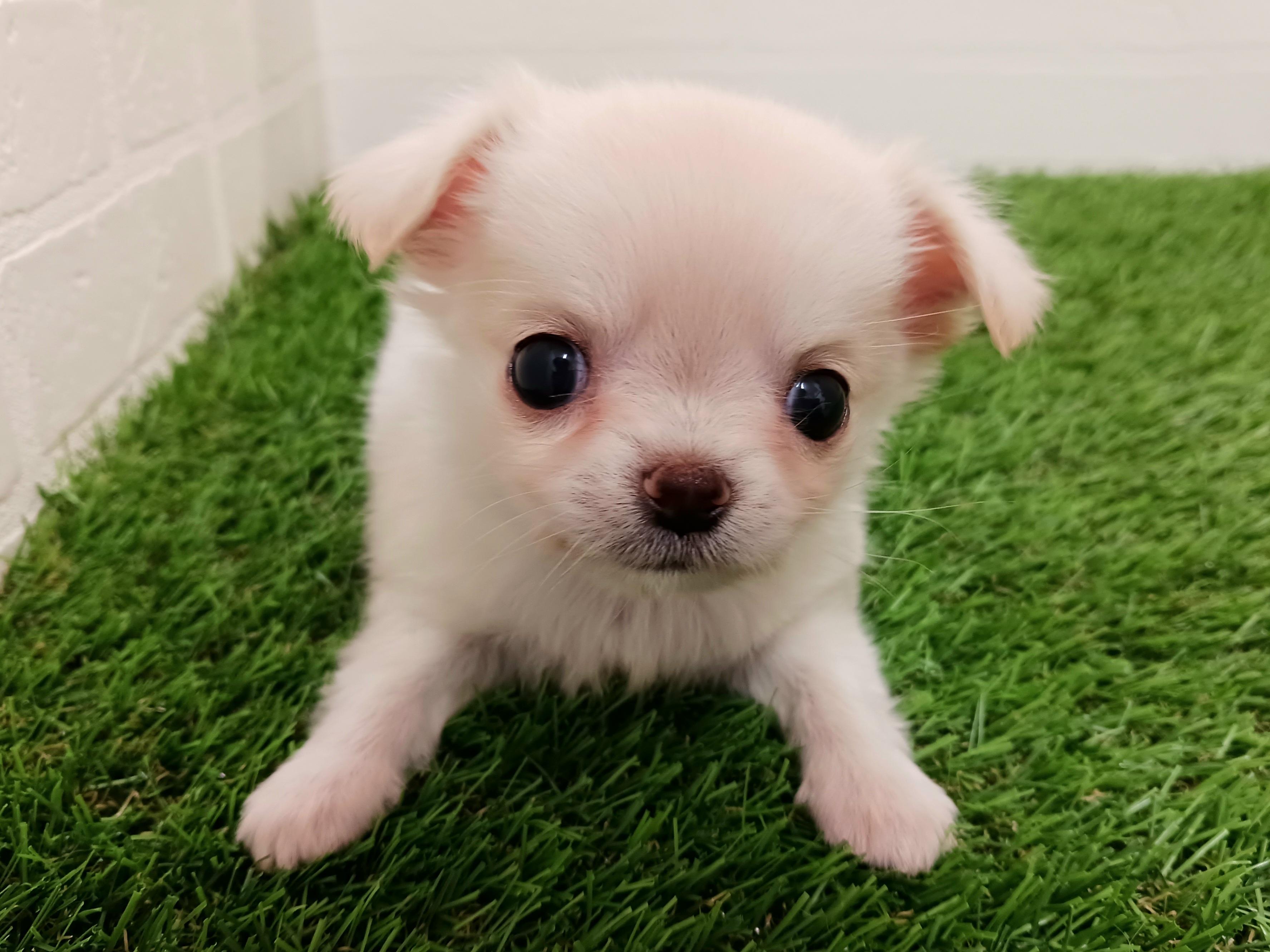 千葉県のチワワ(ロング) (ワンニャンハウス幕張店/2025年9月6日生まれ/女の子/クリーム)の子犬の1枚目の画像