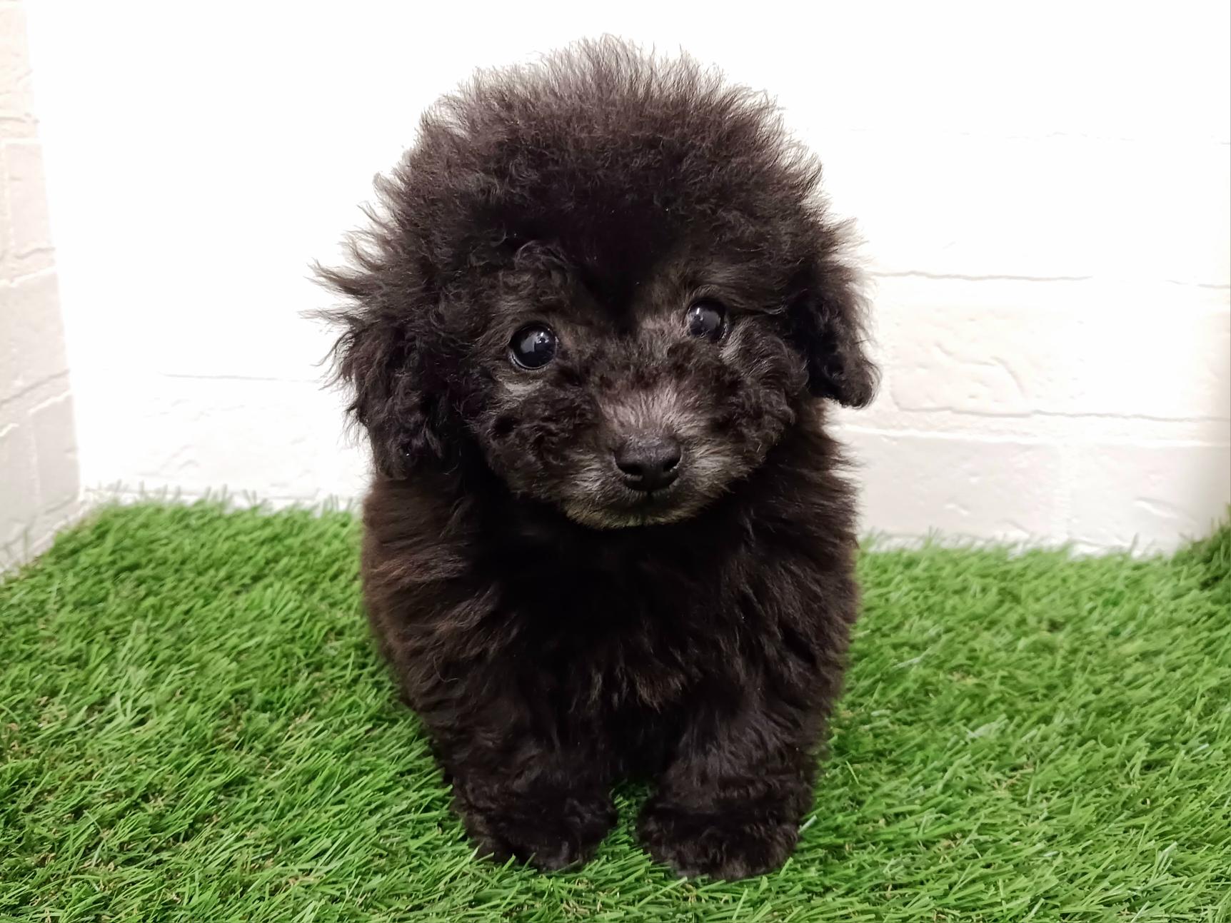 千葉県のトイプードル(トイ) (ワンニャンハウス幕張店/2025年12月20日生まれ/男の子/グレー)の子犬の3枚目の画像