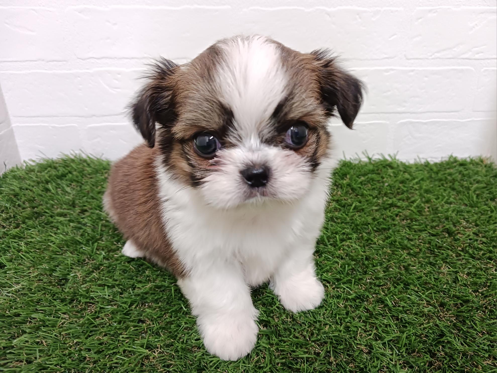 千葉県のハーフ犬・ミックス犬 (ワンニャンハウス幕張店/2025年8月12日生まれ/男の子/ゴールドホワイト)の子犬の1枚目の画像