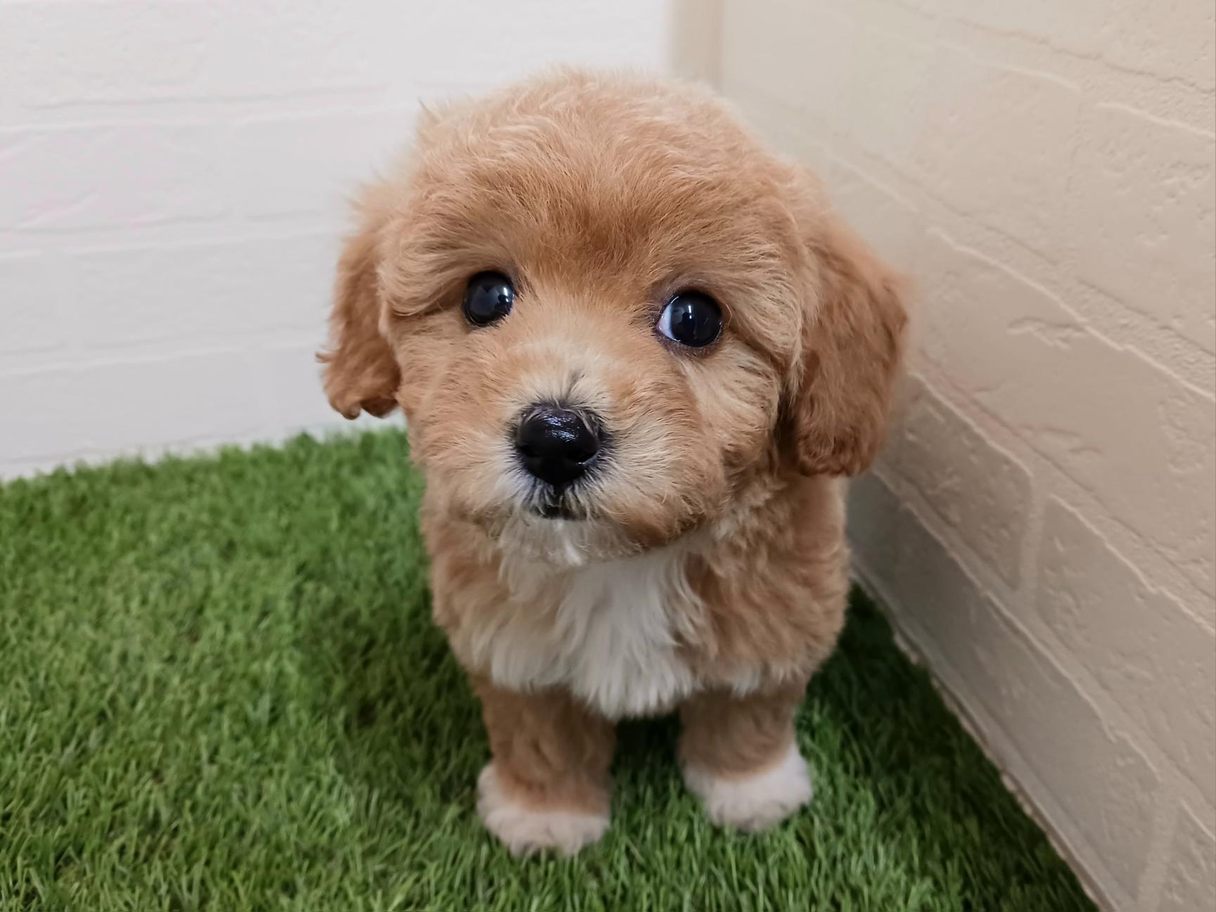 千葉県のビションプー(ビションフリーゼ×プードル) (ワンニャンハウス幕張店/2025年11月10日生まれ/女の子/クリーム)の子犬の1枚目の画像