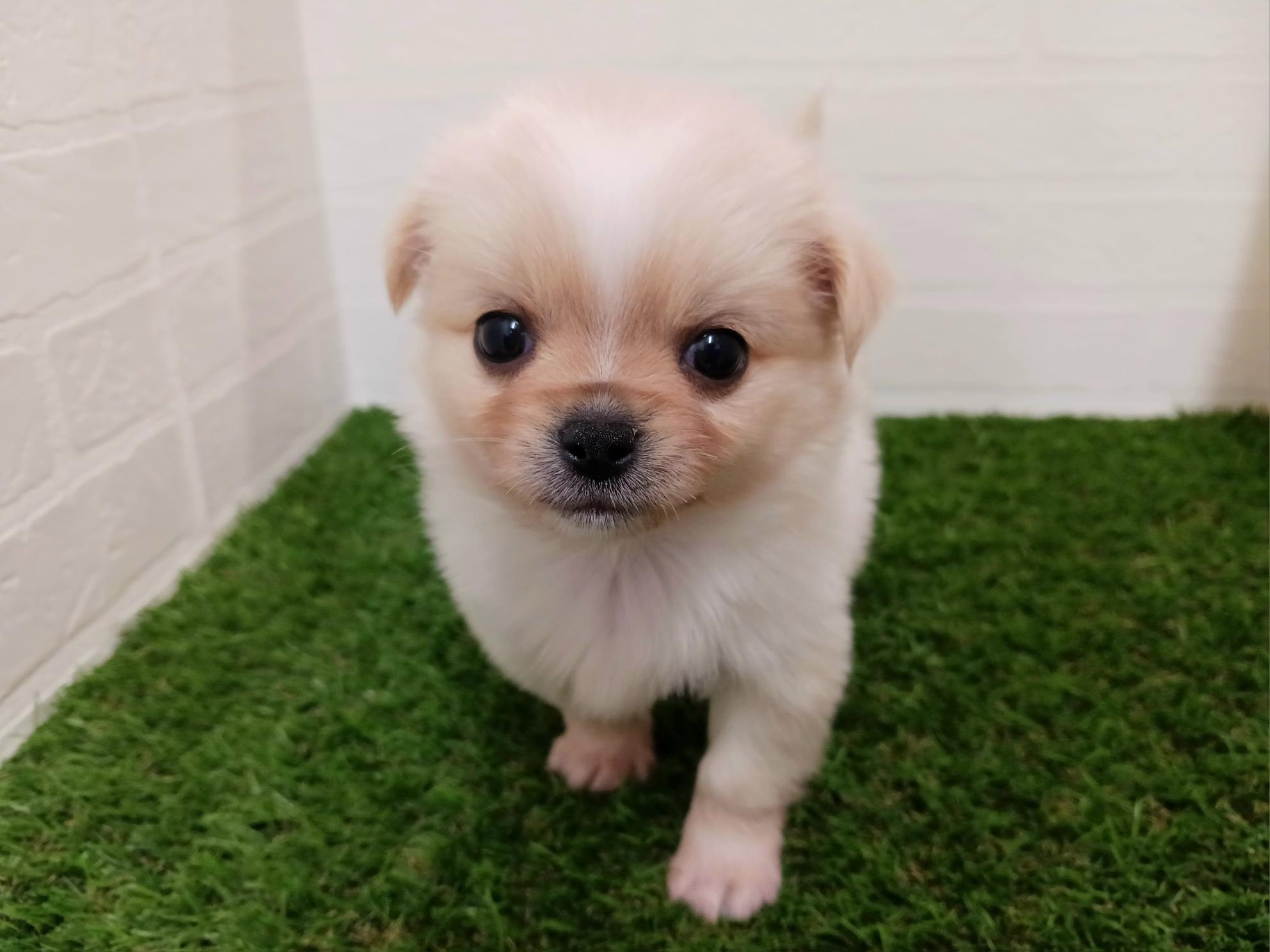 千葉県のチワペキ/ペキチー/ペキチワ(チワワ×ペキニーズ) (ワンニャンハウス幕張店/2025年9月22日生まれ/男の子/クリーム)の子犬の3枚目の画像